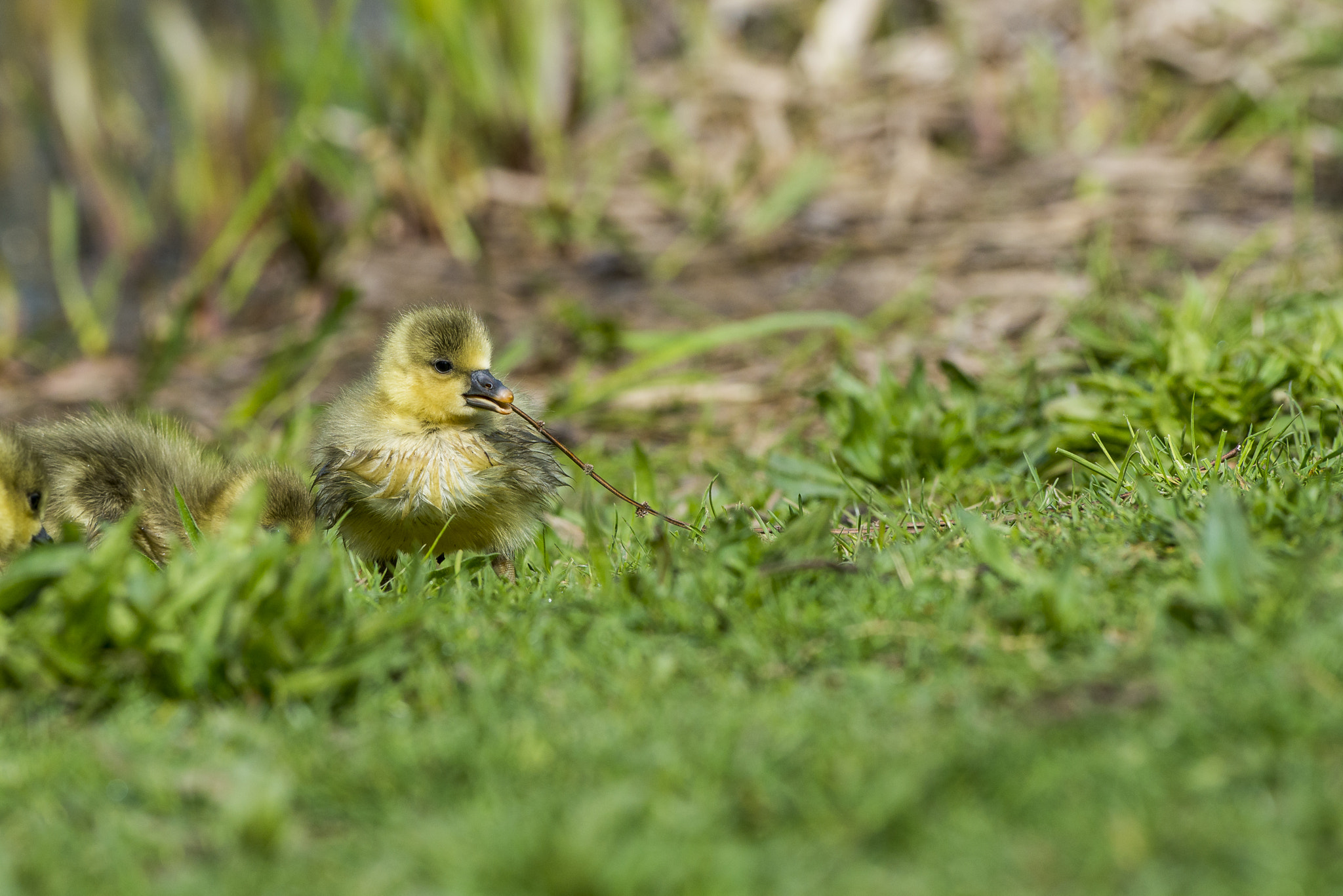 Nikon AF-S Nikkor 300mm F2.8G ED VR II sample photo. Vögel im park photography
