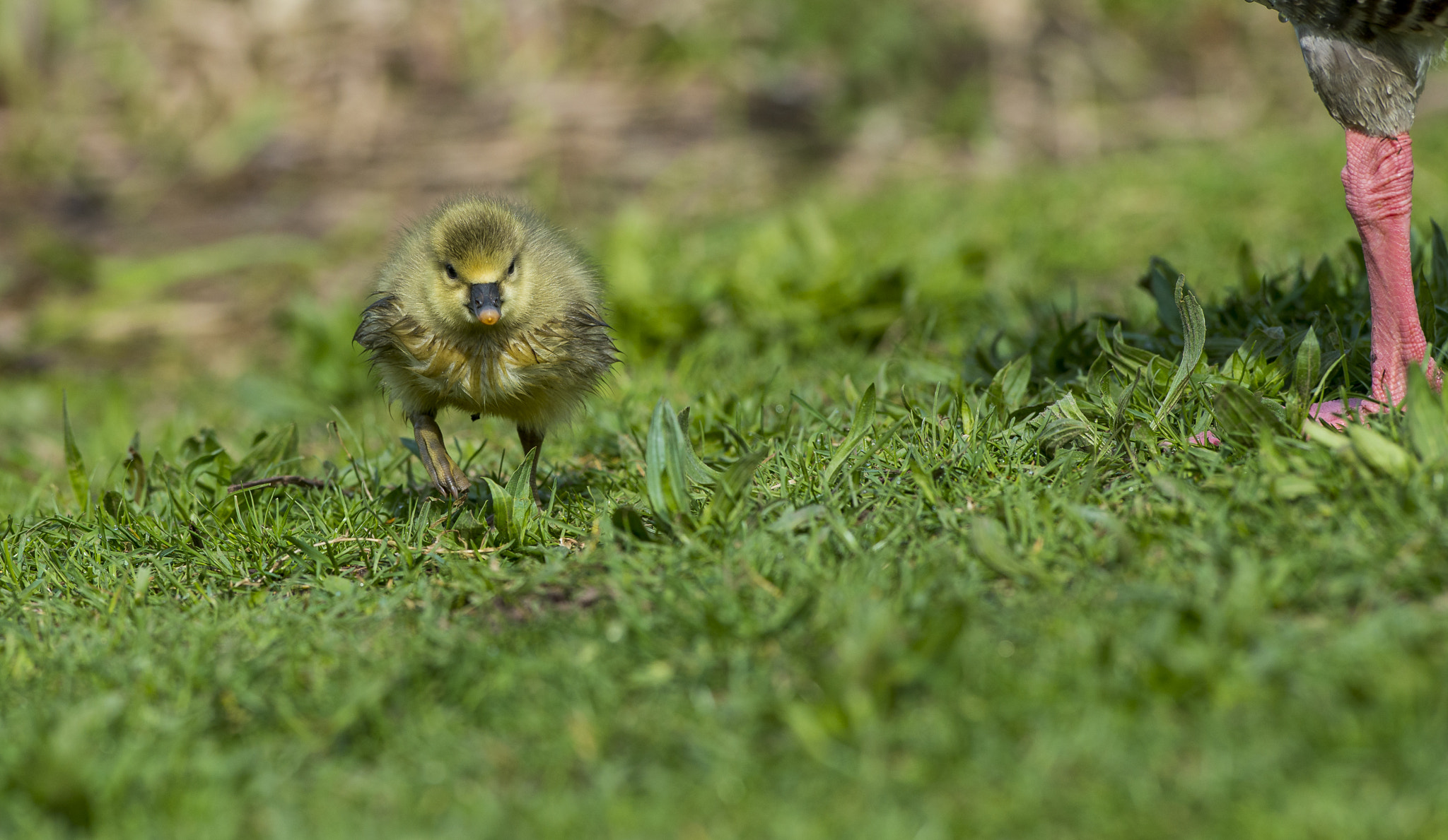 Nikon AF-S Nikkor 300mm F2.8G ED VR II sample photo. Vögel im park photography