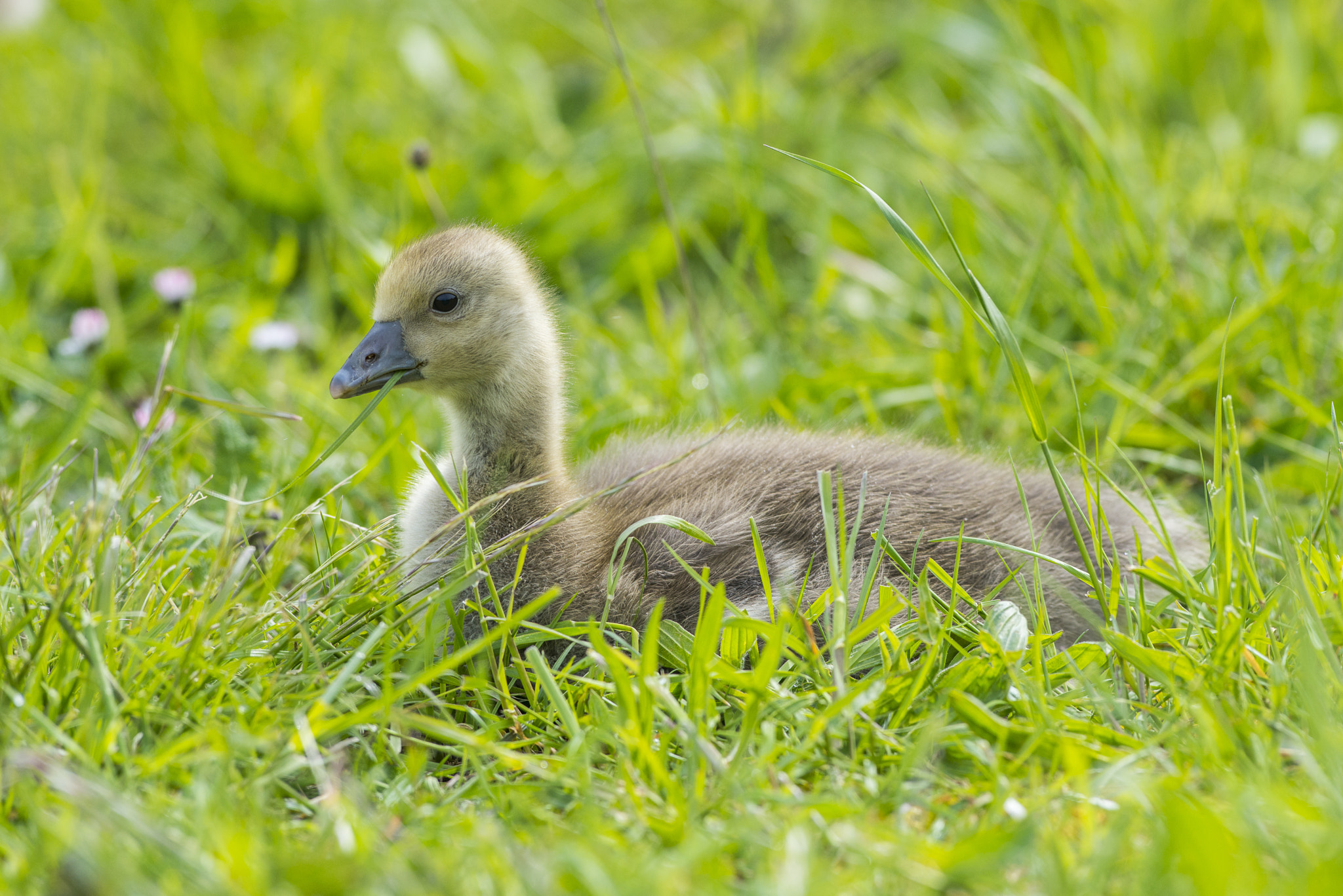 Nikon AF-S Nikkor 300mm F2.8G ED VR II sample photo. Vögel im park photography