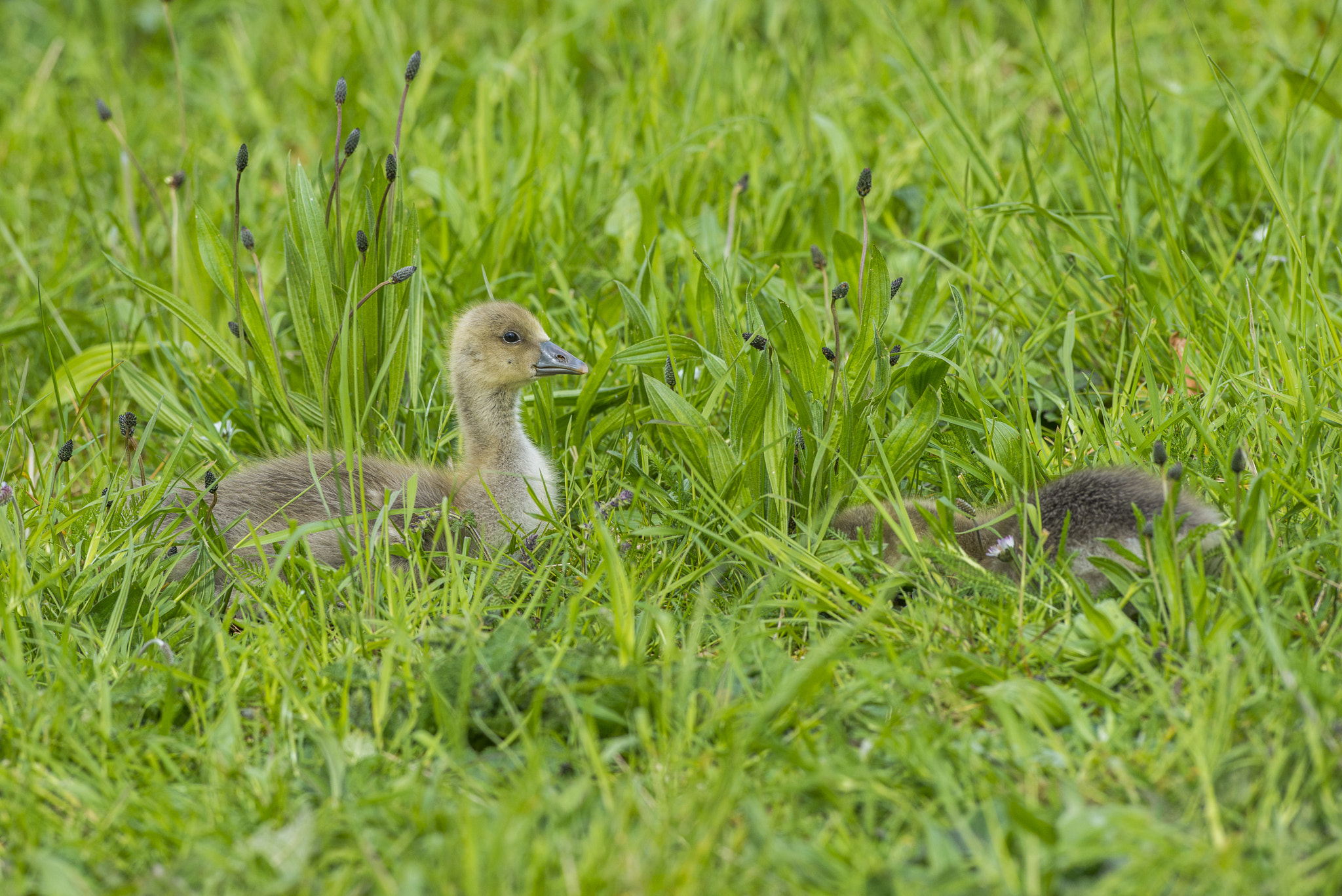 Nikon AF-S Nikkor 300mm F2.8G ED VR II sample photo. Vögel im park photography