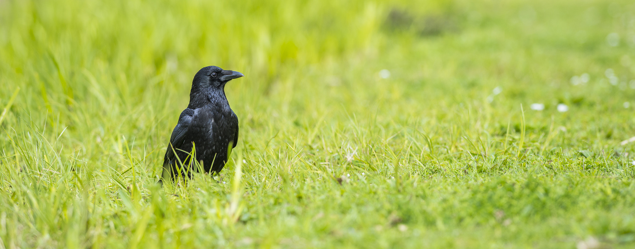 Nikon AF-S Nikkor 300mm F2.8G ED VR II sample photo. Vögel im park photography