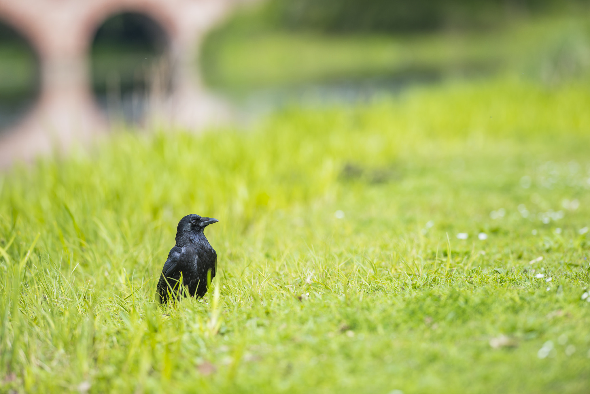 Nikon AF-S Nikkor 300mm F2.8G ED VR II sample photo. Vögel im park photography