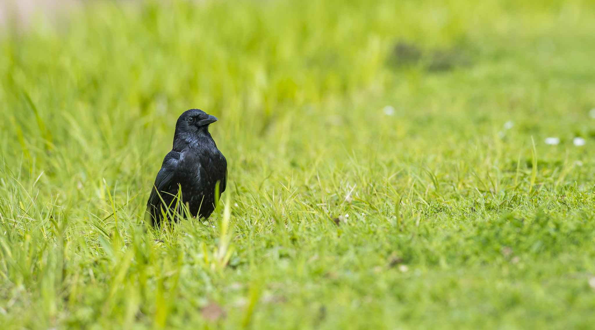 Nikon AF-S Nikkor 300mm F2.8G ED VR II sample photo. Vögel im park photography