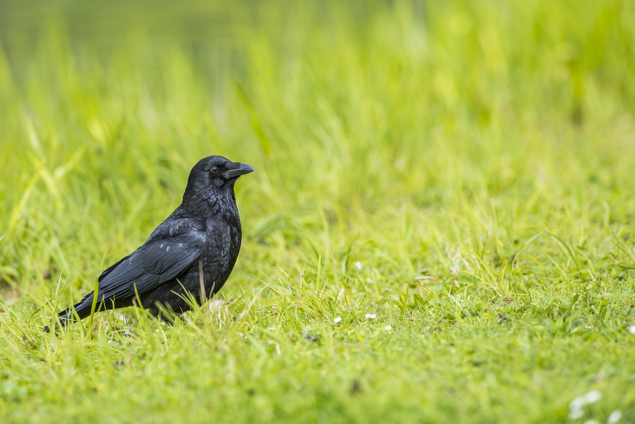 Nikon AF-S Nikkor 300mm F2.8G ED VR II sample photo. Vögel im park photography