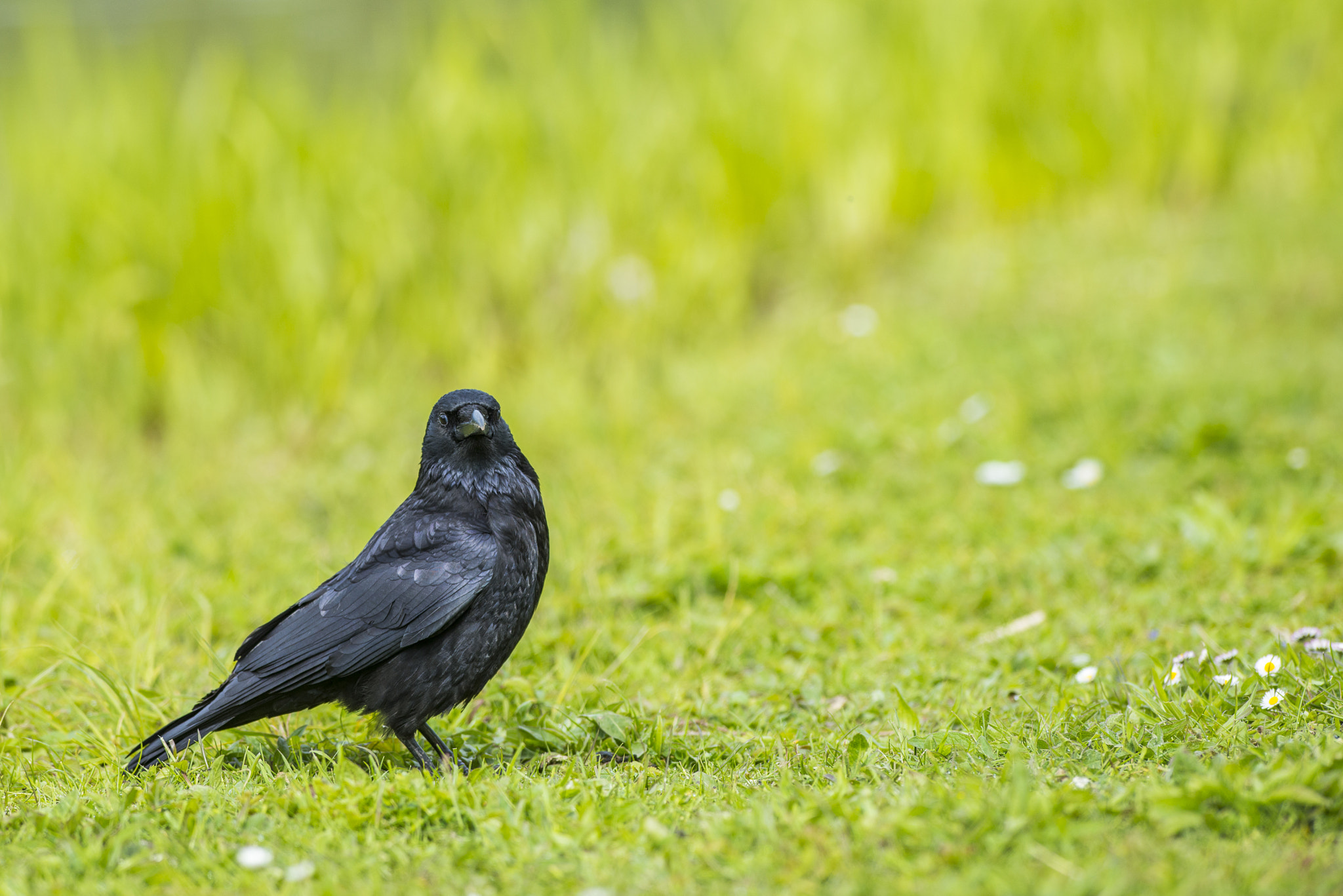 Nikon AF-S Nikkor 300mm F2.8G ED VR II sample photo. Vögel im park photography