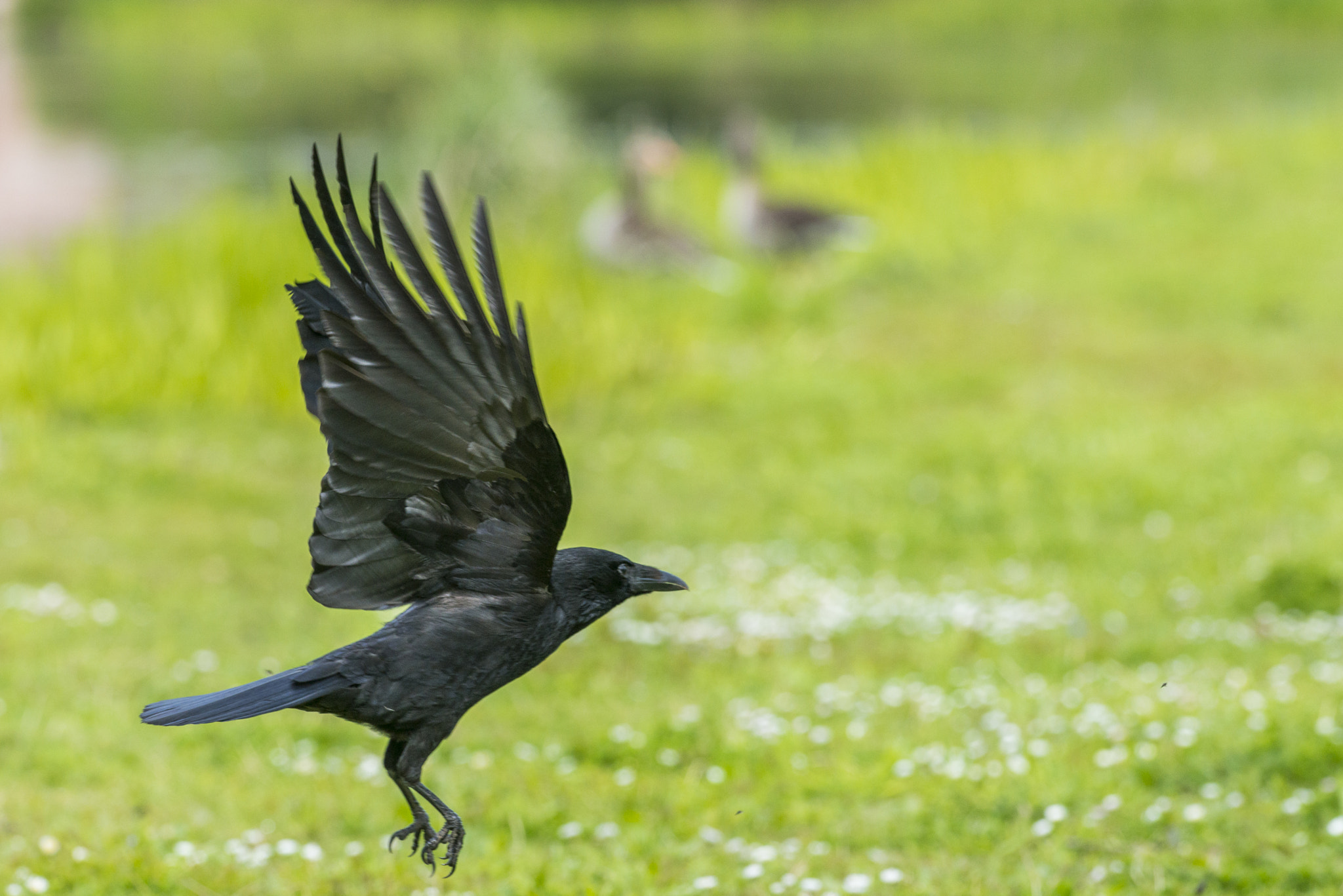Nikon AF-S Nikkor 300mm F2.8G ED VR II sample photo. Vögel im park photography