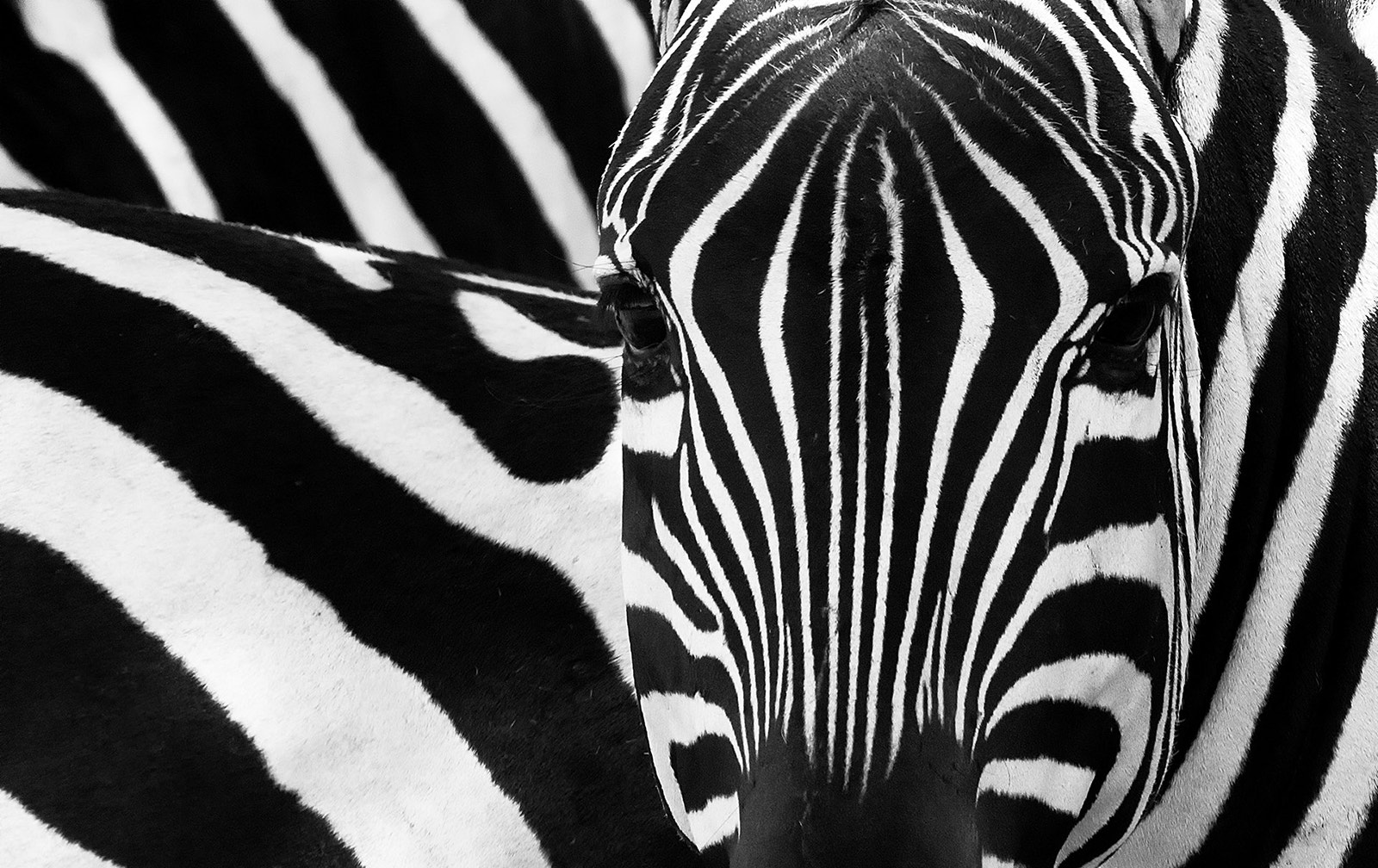 Canon EF 400mm F2.8L IS II USM sample photo. Eyes in black n white photography
