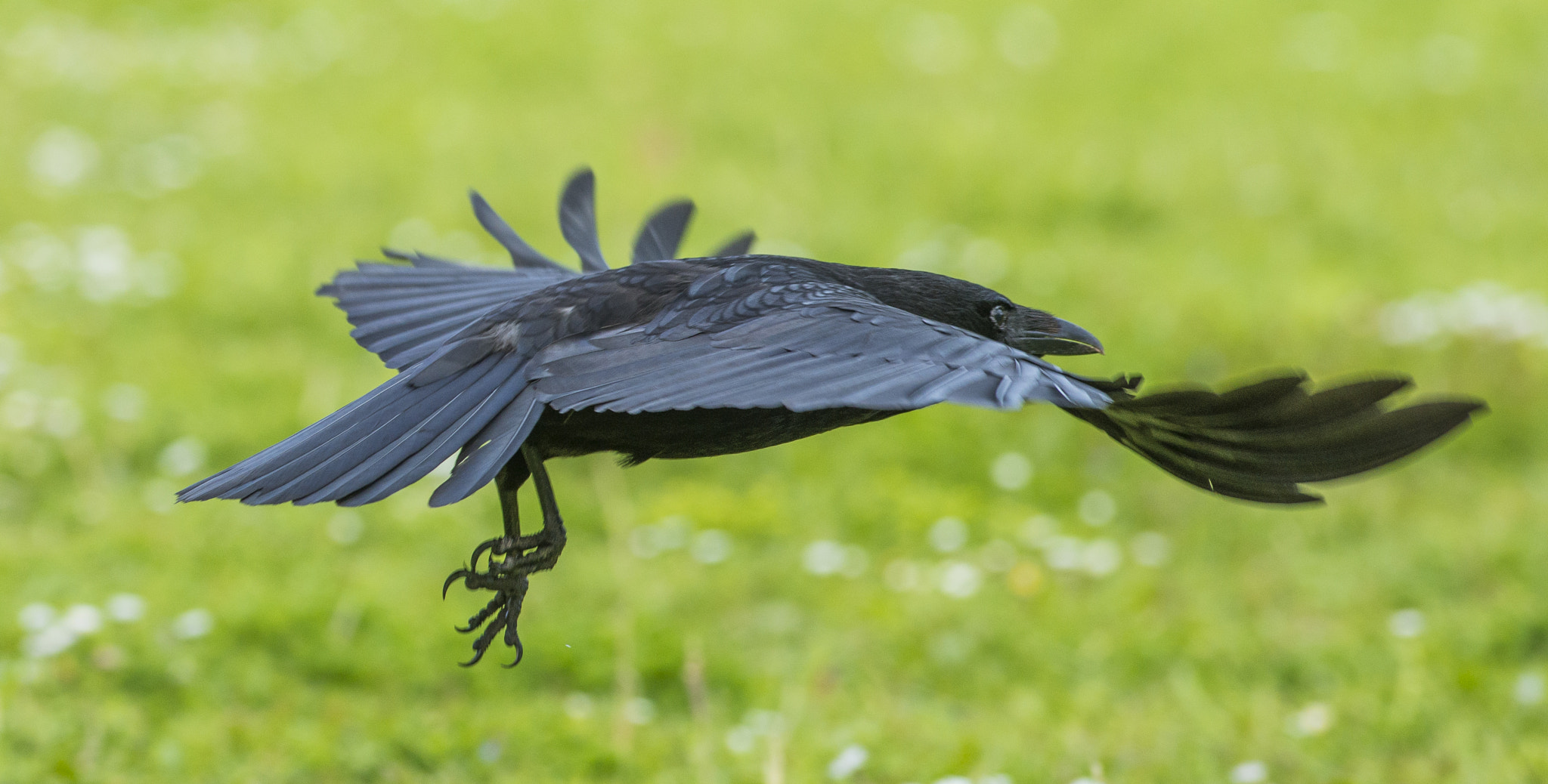 Nikon AF-S Nikkor 300mm F2.8G ED VR II sample photo. Vögel im park photography