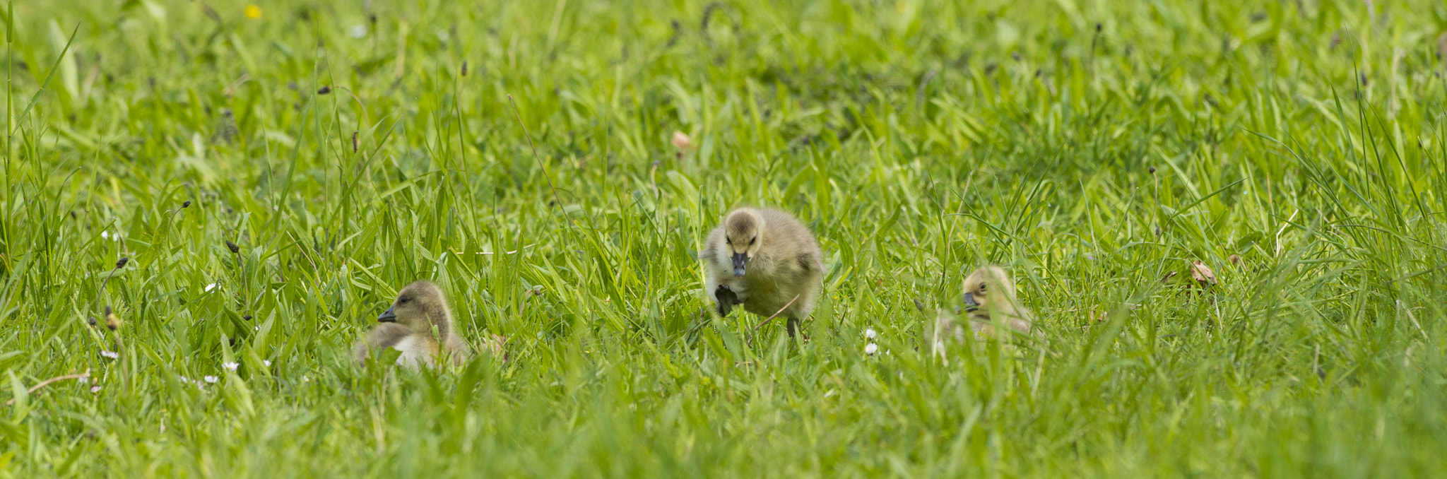 Nikon AF-S Nikkor 300mm F2.8G ED VR II sample photo. Vögel im park photography