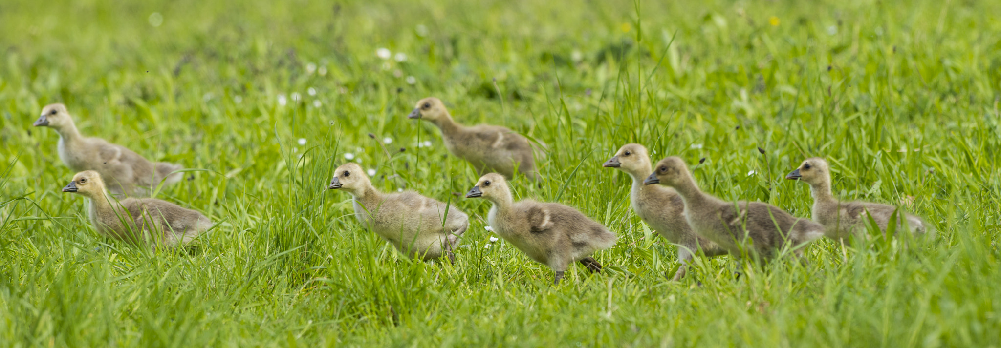 Nikon AF-S Nikkor 300mm F2.8G ED VR II sample photo. Vögel im park photography