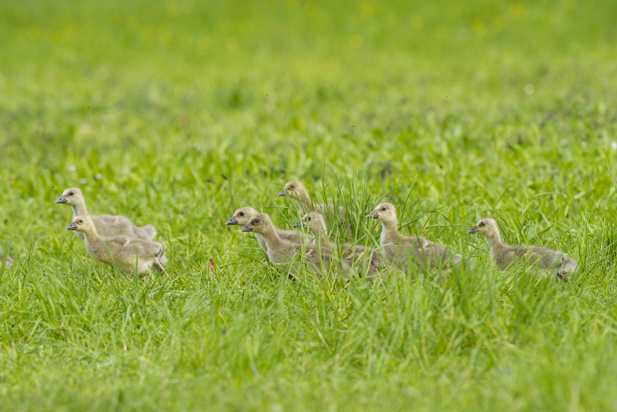 Nikon AF-S Nikkor 300mm F2.8G ED VR II sample photo. Vögel im park photography