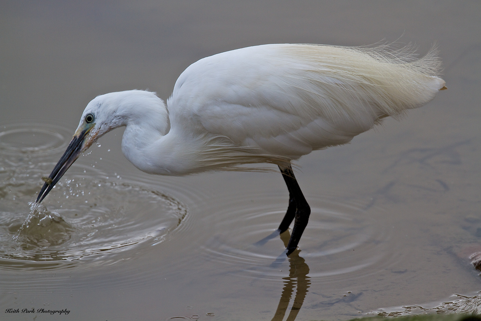 Canon EF 300mm F2.8L IS II USM sample photo. Little egret fishing photography