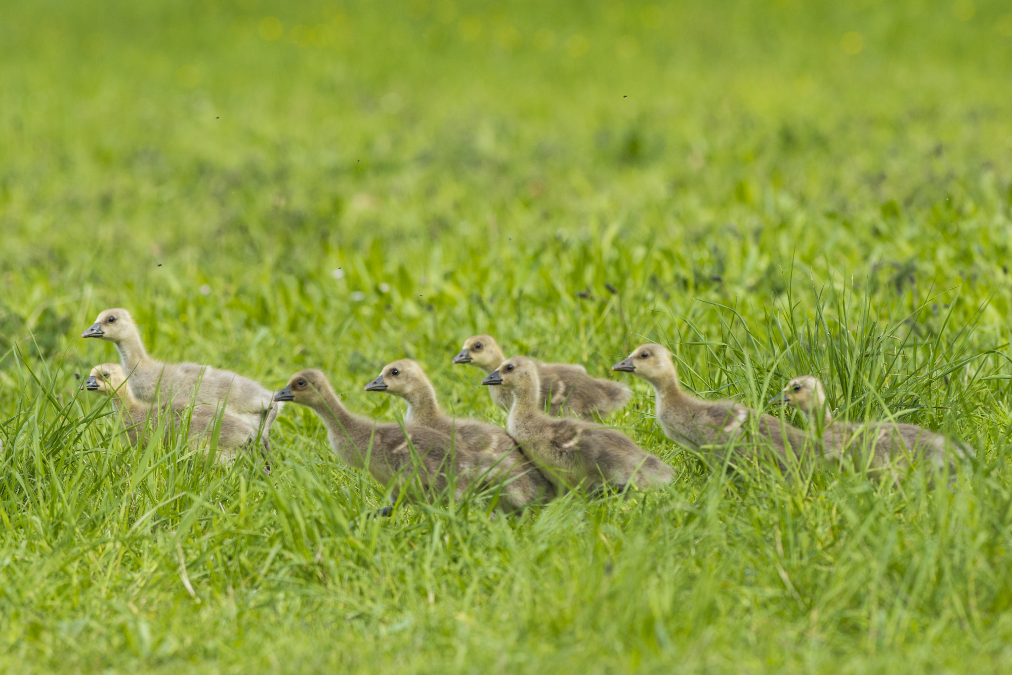 Nikon D800E + Nikon AF-S Nikkor 300mm F2.8G ED VR II sample photo. Vögel im park photography