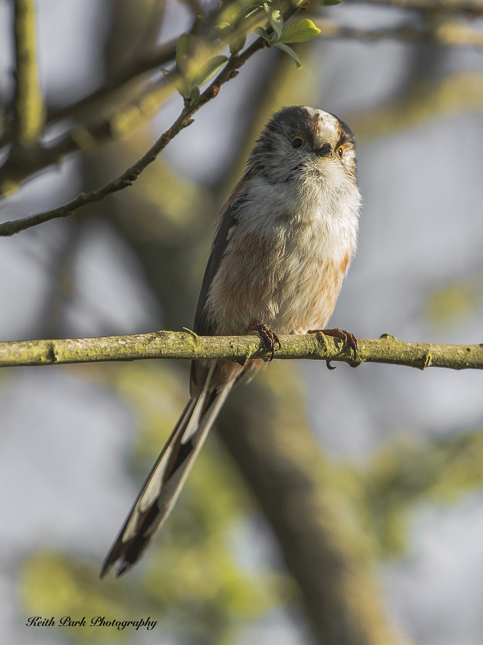 Canon EF 200-400mm F4L IS USM Extender 1.4x sample photo. Long tailed tit photography