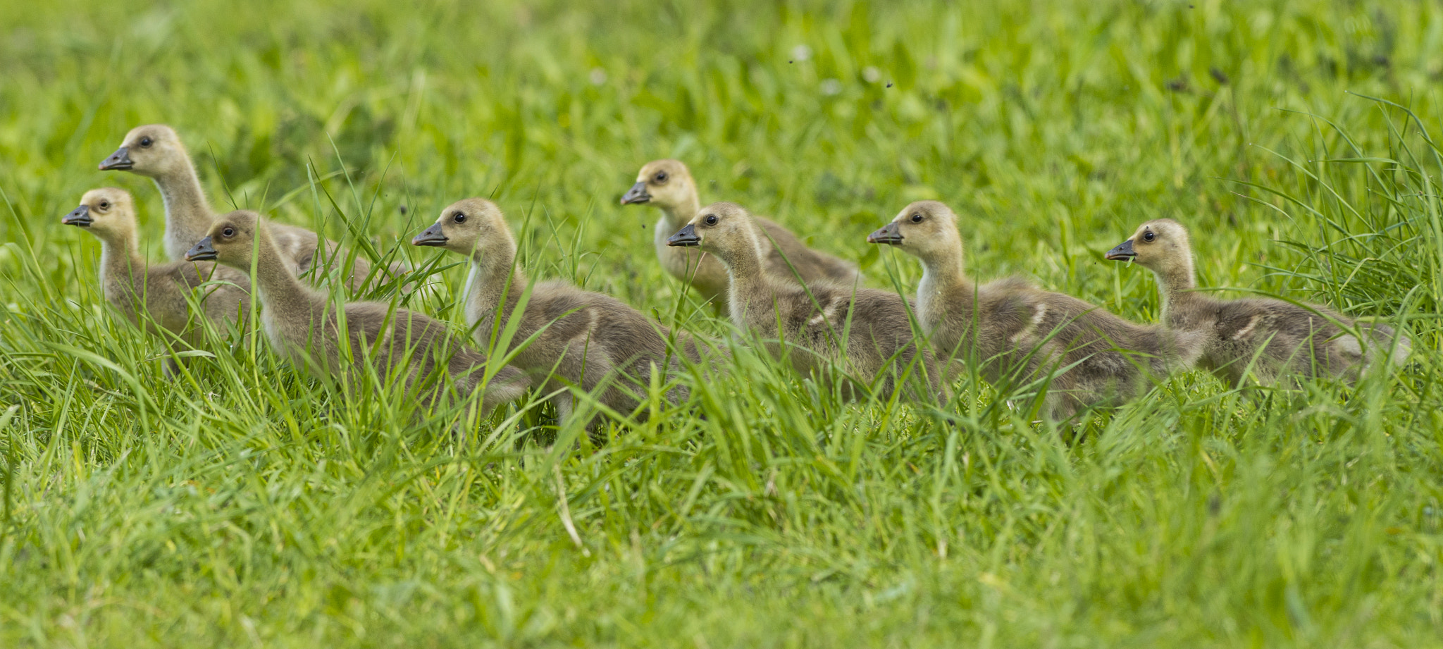 Nikon AF-S Nikkor 300mm F2.8G ED VR II sample photo. Vögel im park photography