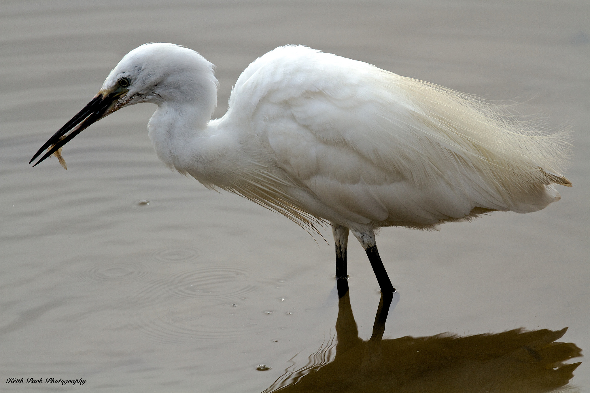 Canon EOS 7D + Canon EF 300mm F2.8L IS II USM sample photo. The prize photography