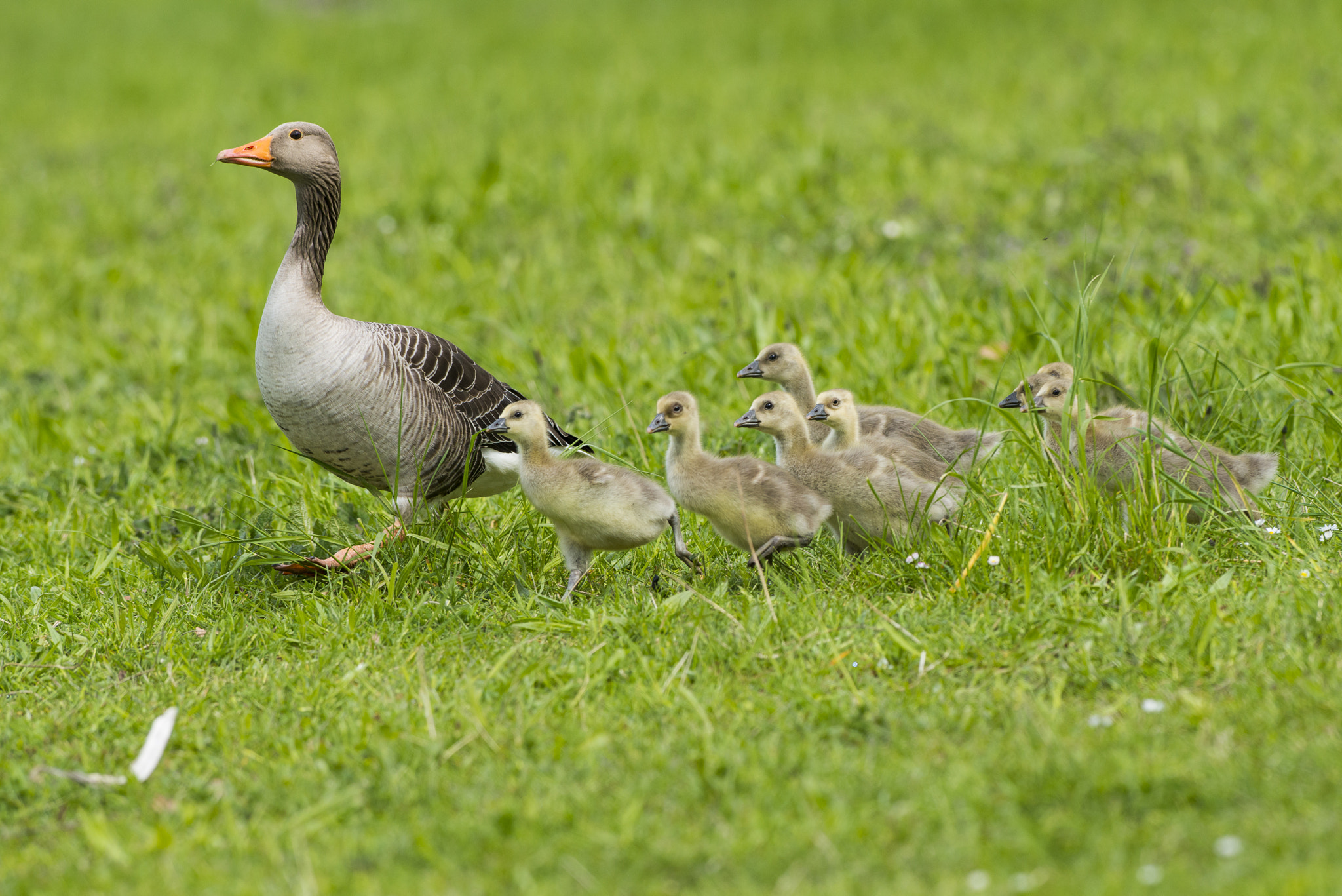 Nikon AF-S Nikkor 300mm F2.8G ED VR II sample photo. Vögel im park photography
