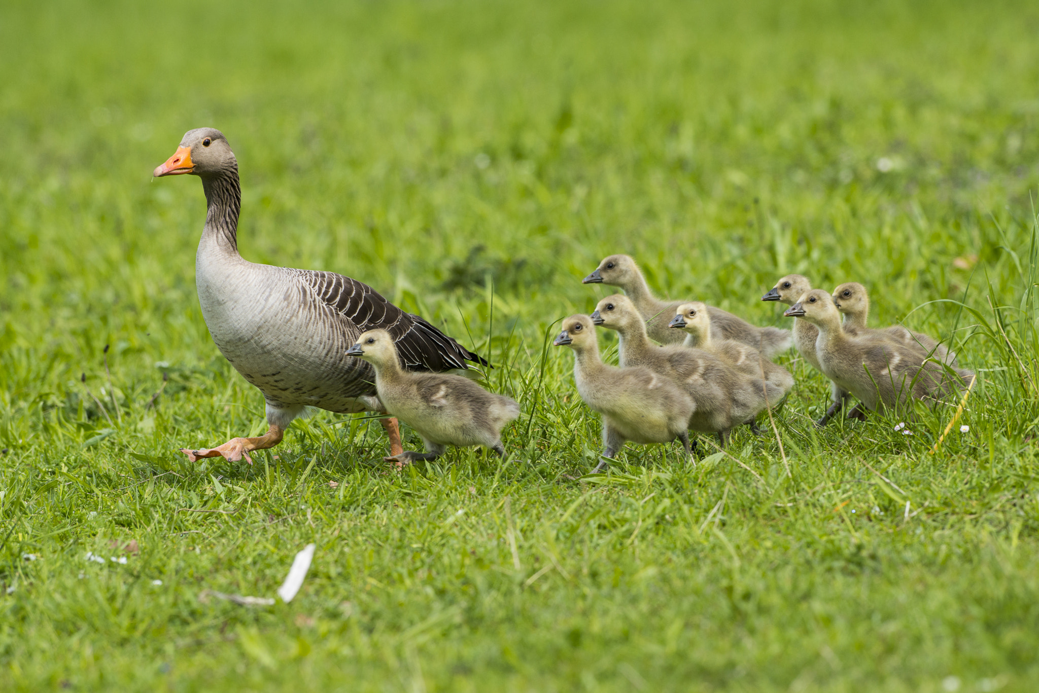Nikon AF-S Nikkor 300mm F2.8G ED VR II sample photo. Vögel im park photography