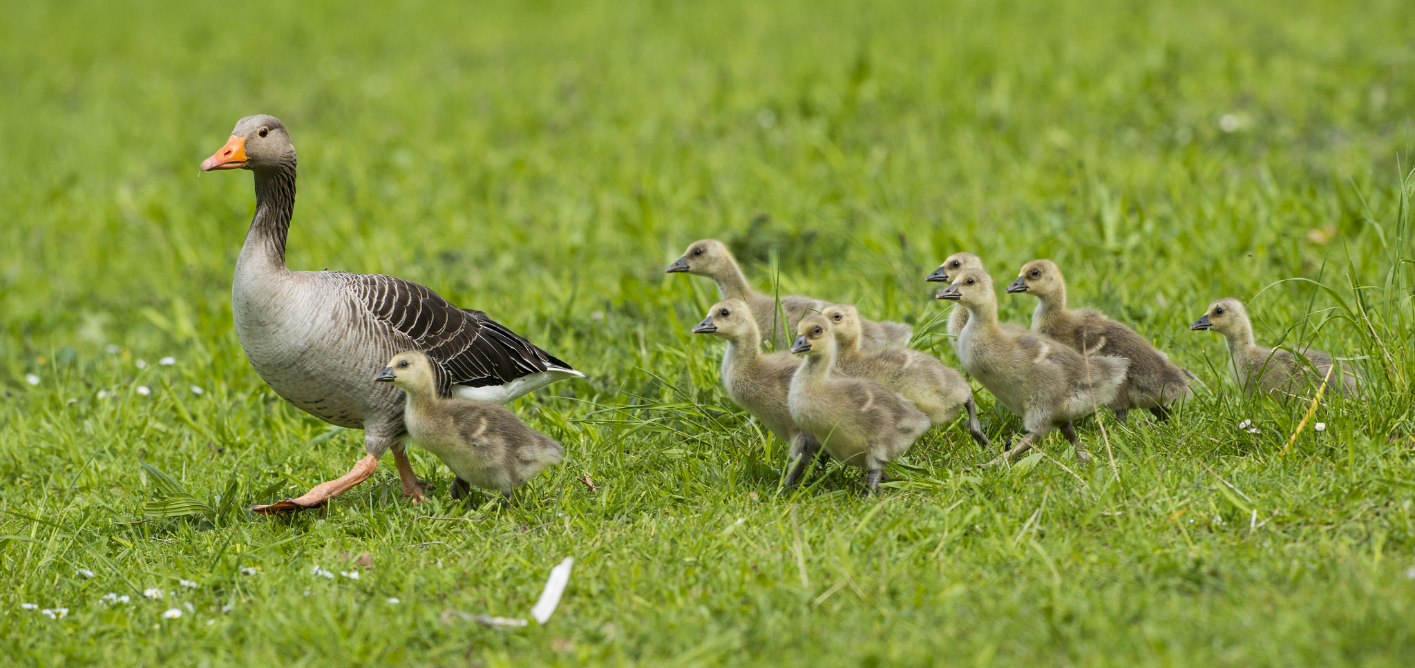 Nikon AF-S Nikkor 300mm F2.8G ED VR II sample photo. Vögel im park photography