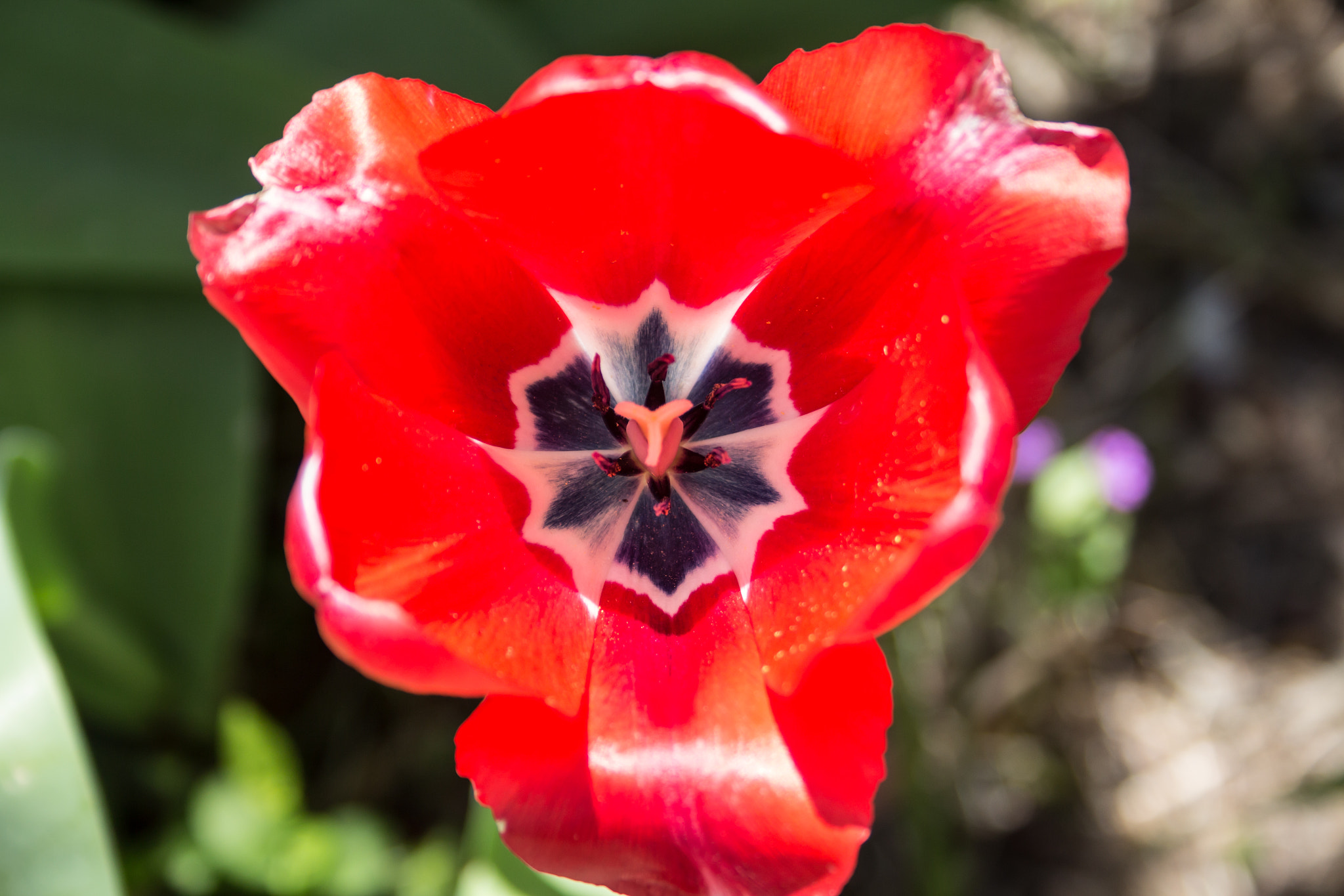 Canon EF-S 18-55mm F3.5-5.6 sample photo. Flower photography