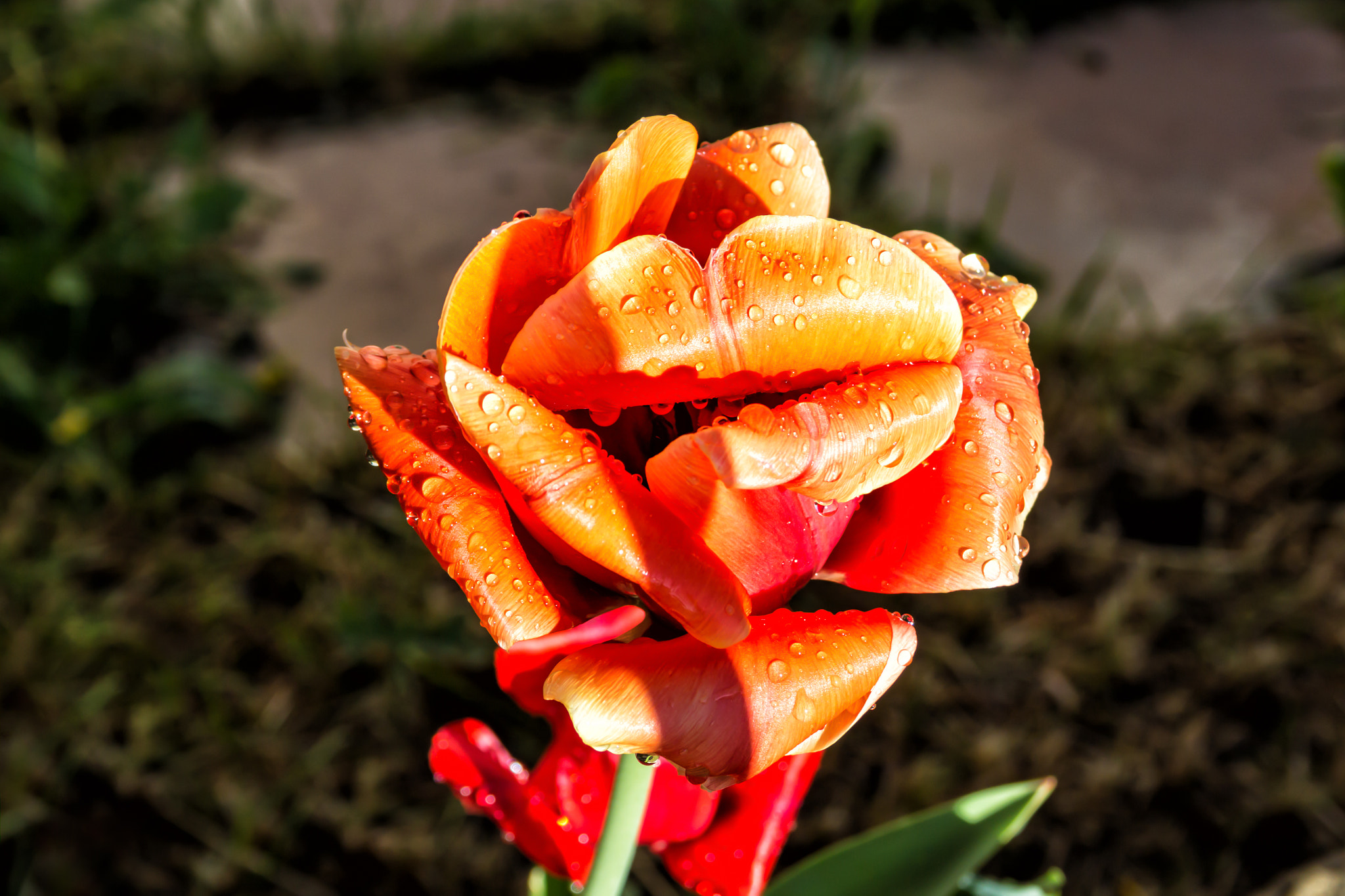 Canon EF-S 18-55mm F3.5-5.6 sample photo. Kisses photography