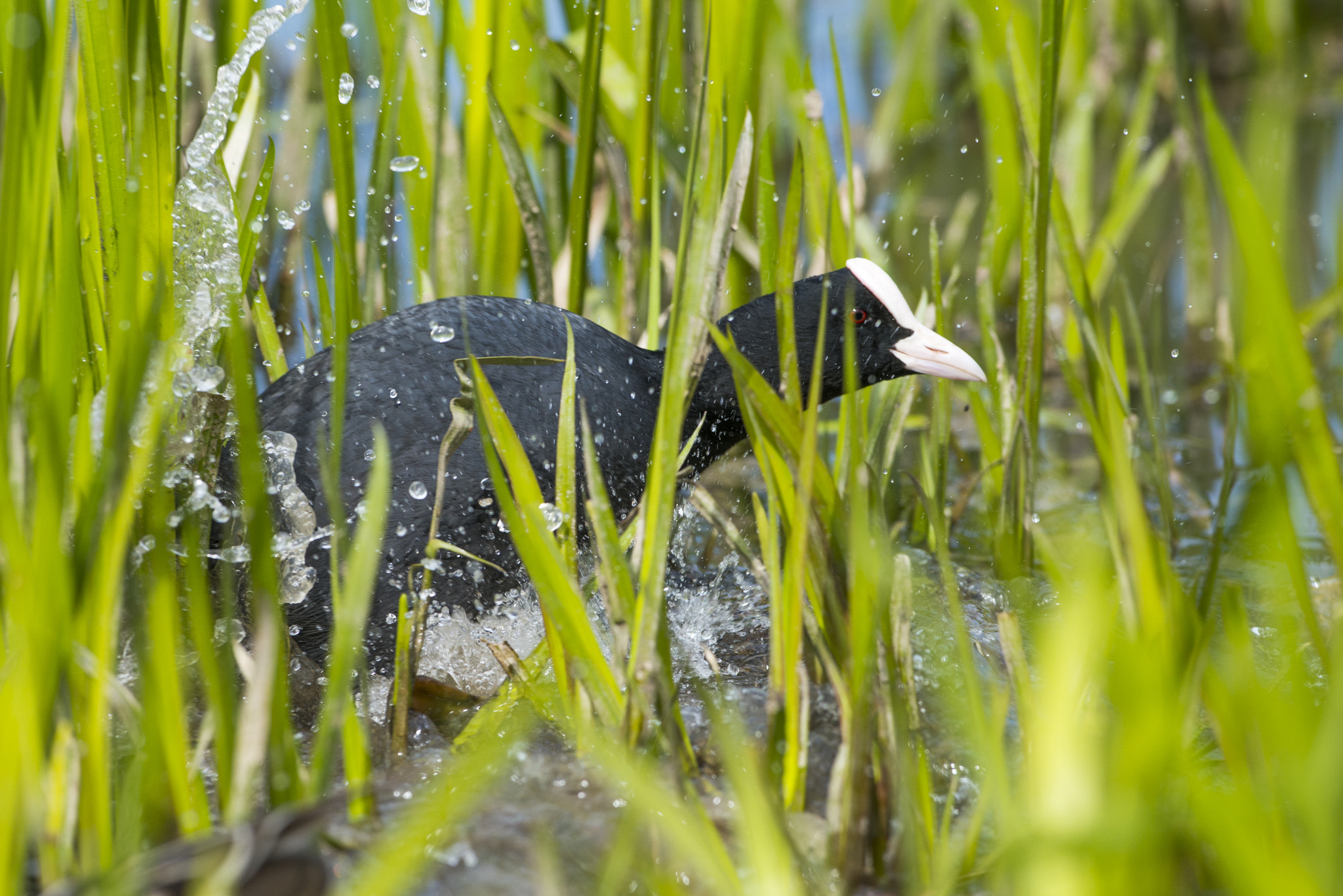 Nikon AF-S Nikkor 300mm F2.8G ED VR II sample photo. Vögel im park photography