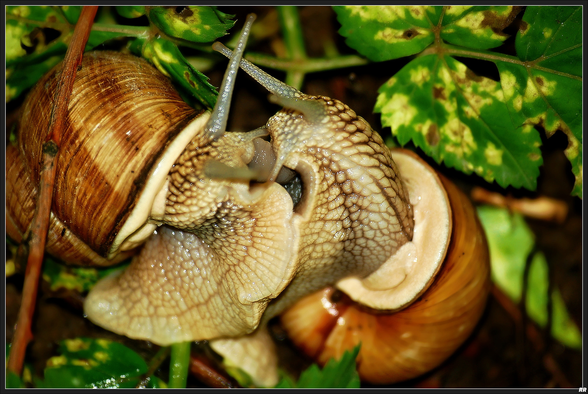 Sigma 70-300mm F4-5.6 APO Macro Super II sample photo. 26545266471.jpg photography