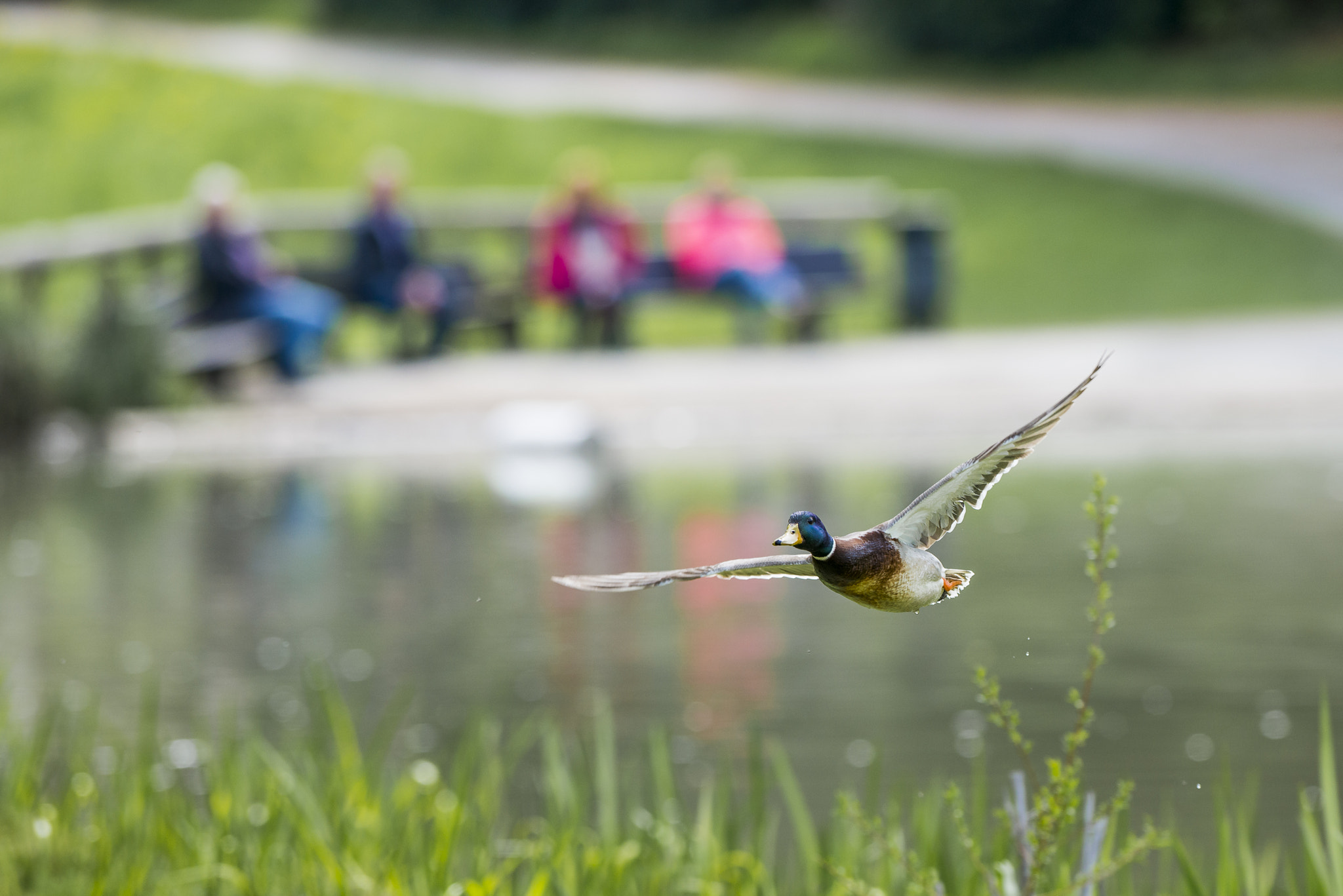 Nikon AF-S Nikkor 300mm F2.8G ED VR II sample photo. Vögel im park photography