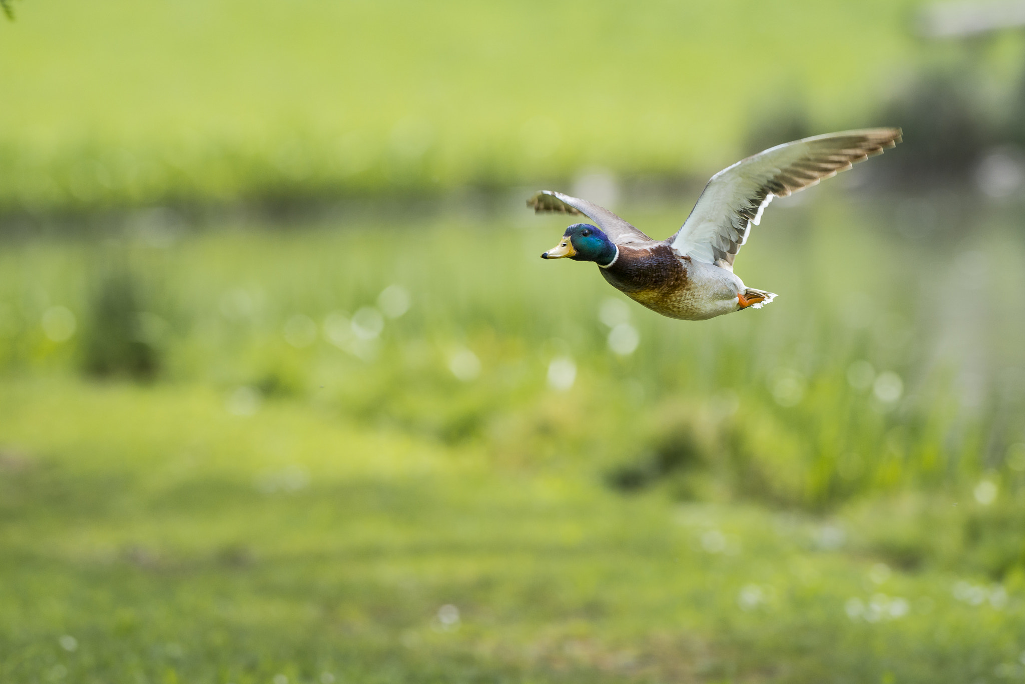 Nikon AF-S Nikkor 300mm F2.8G ED VR II sample photo. Vögel im park photography