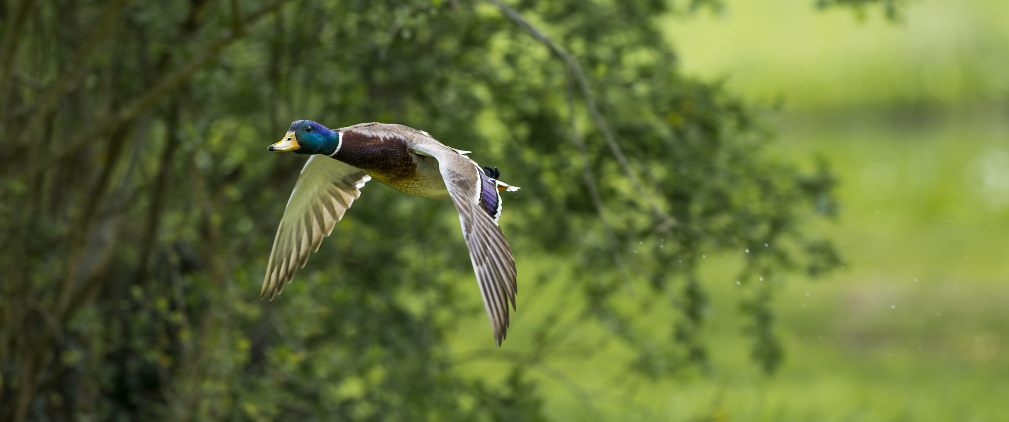 Nikon AF-S Nikkor 300mm F2.8G ED VR II sample photo. Vögel im park photography
