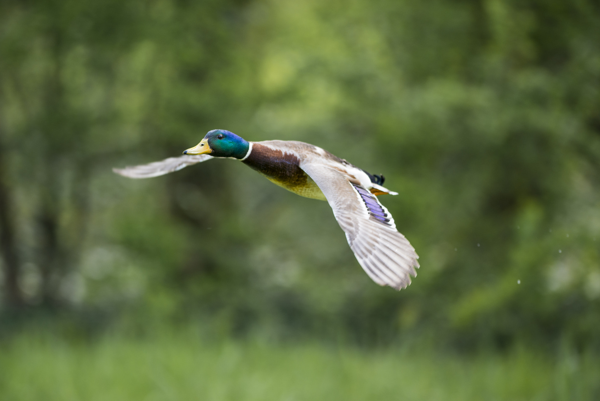 Nikon D800E + Nikon AF-S Nikkor 300mm F2.8G ED VR II sample photo. Vögel im park photography