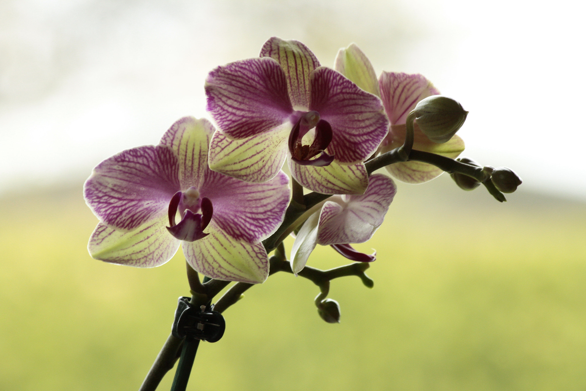 Canon EF 70-300mm F4-5.6 IS USM sample photo. Phalaenopsis orchid photography