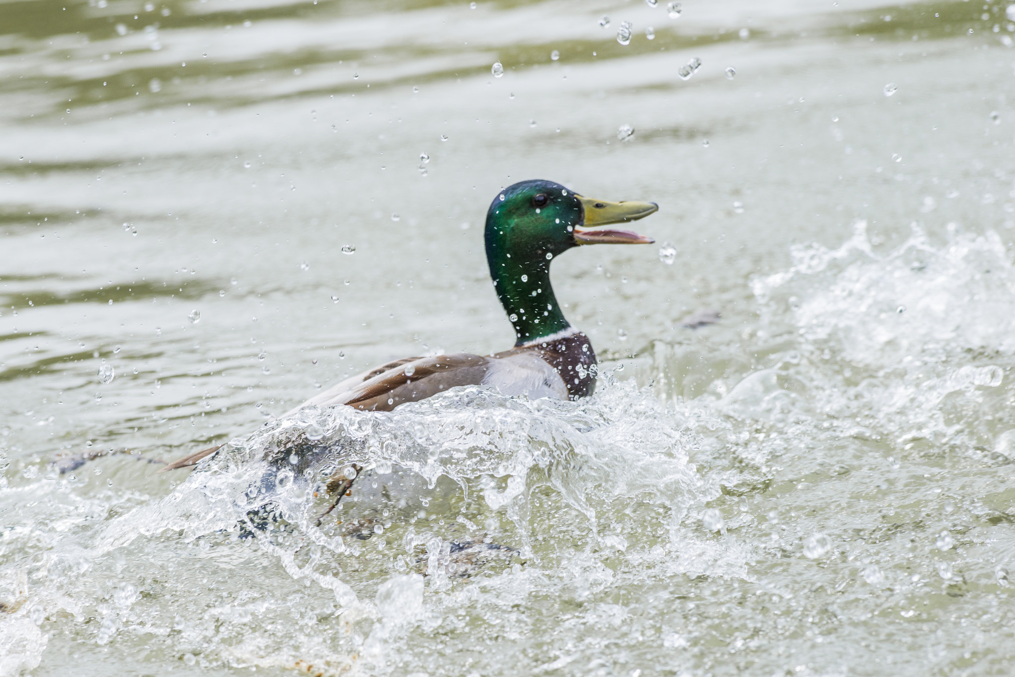 Nikon AF-S Nikkor 300mm F2.8G ED VR II sample photo. Vögel im park photography