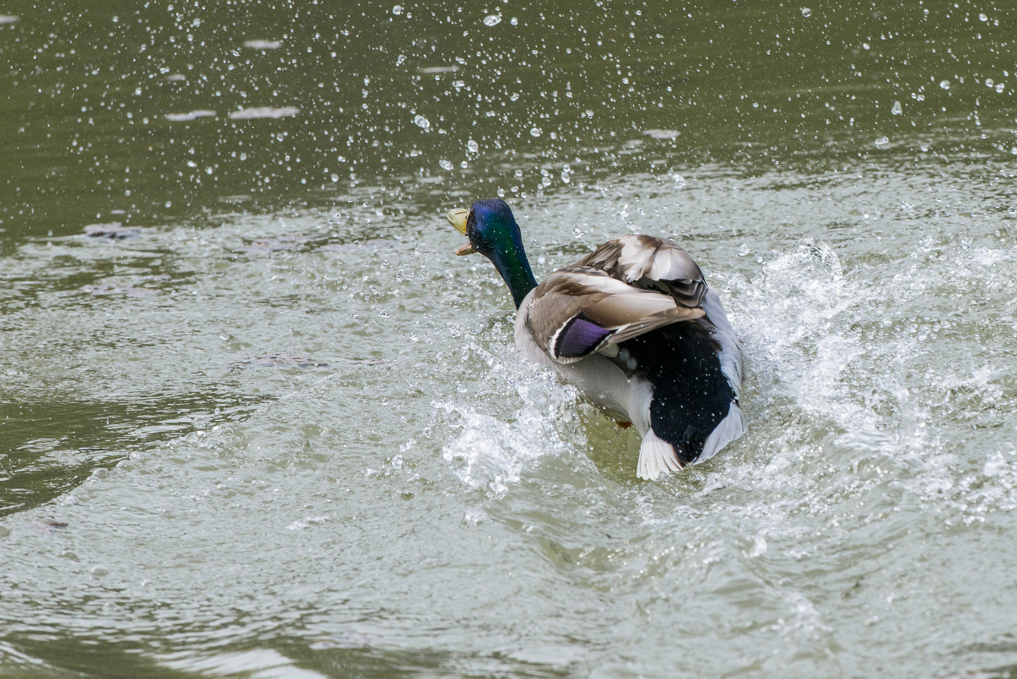 Nikon AF-S Nikkor 300mm F2.8G ED VR II sample photo. Vögel im park photography