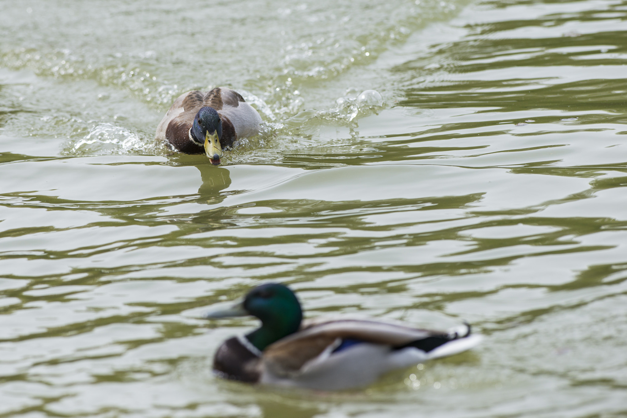 Nikon AF-S Nikkor 300mm F2.8G ED VR II sample photo. Vögel im park photography