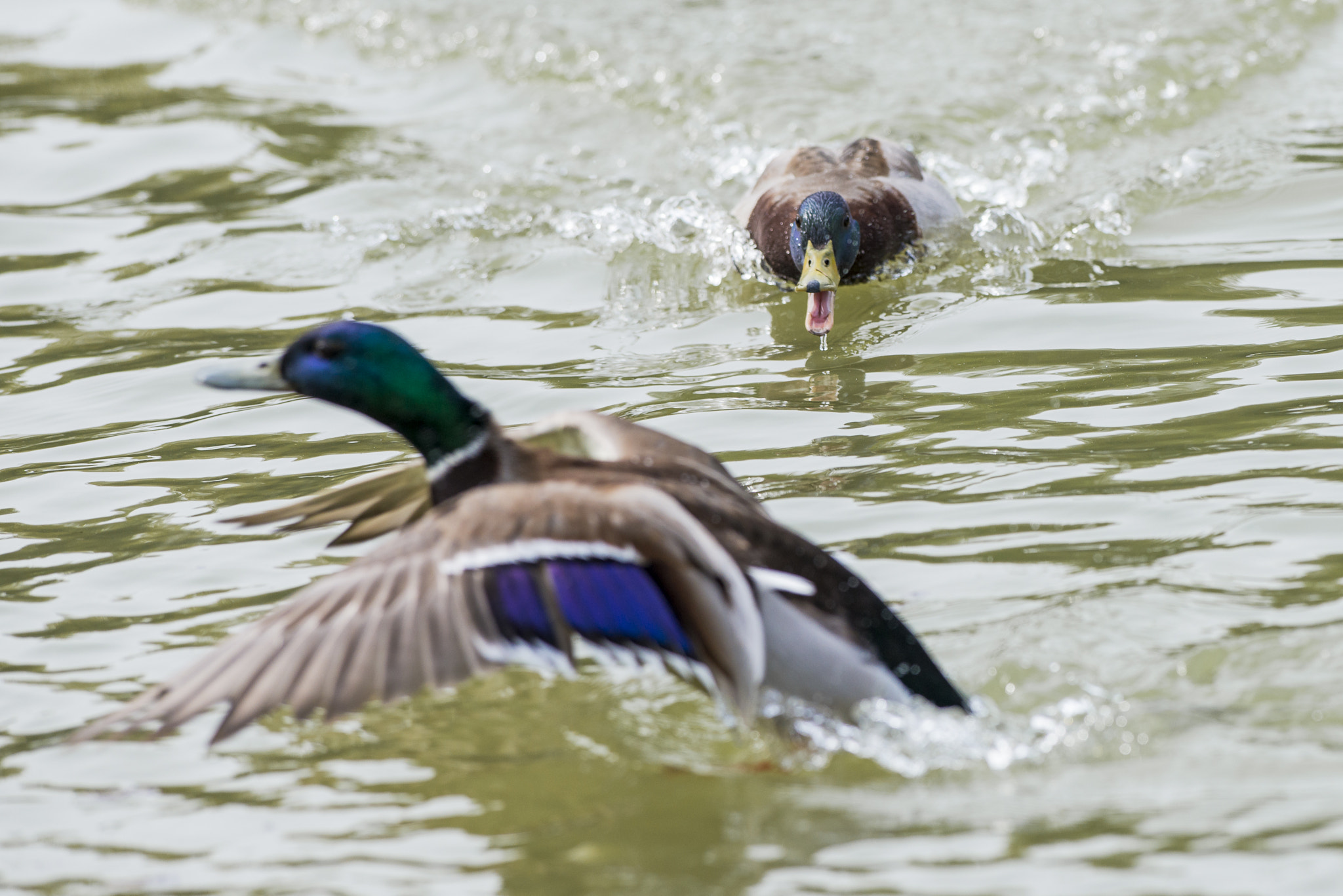Nikon AF-S Nikkor 300mm F2.8G ED VR II sample photo. Vögel im park photography