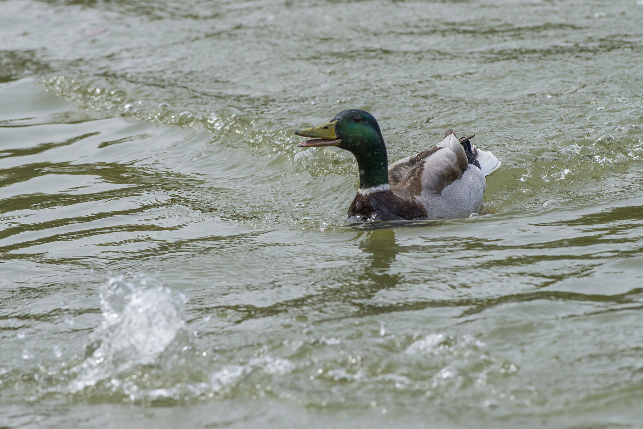Nikon AF-S Nikkor 300mm F2.8G ED VR II sample photo. Vögel im park photography