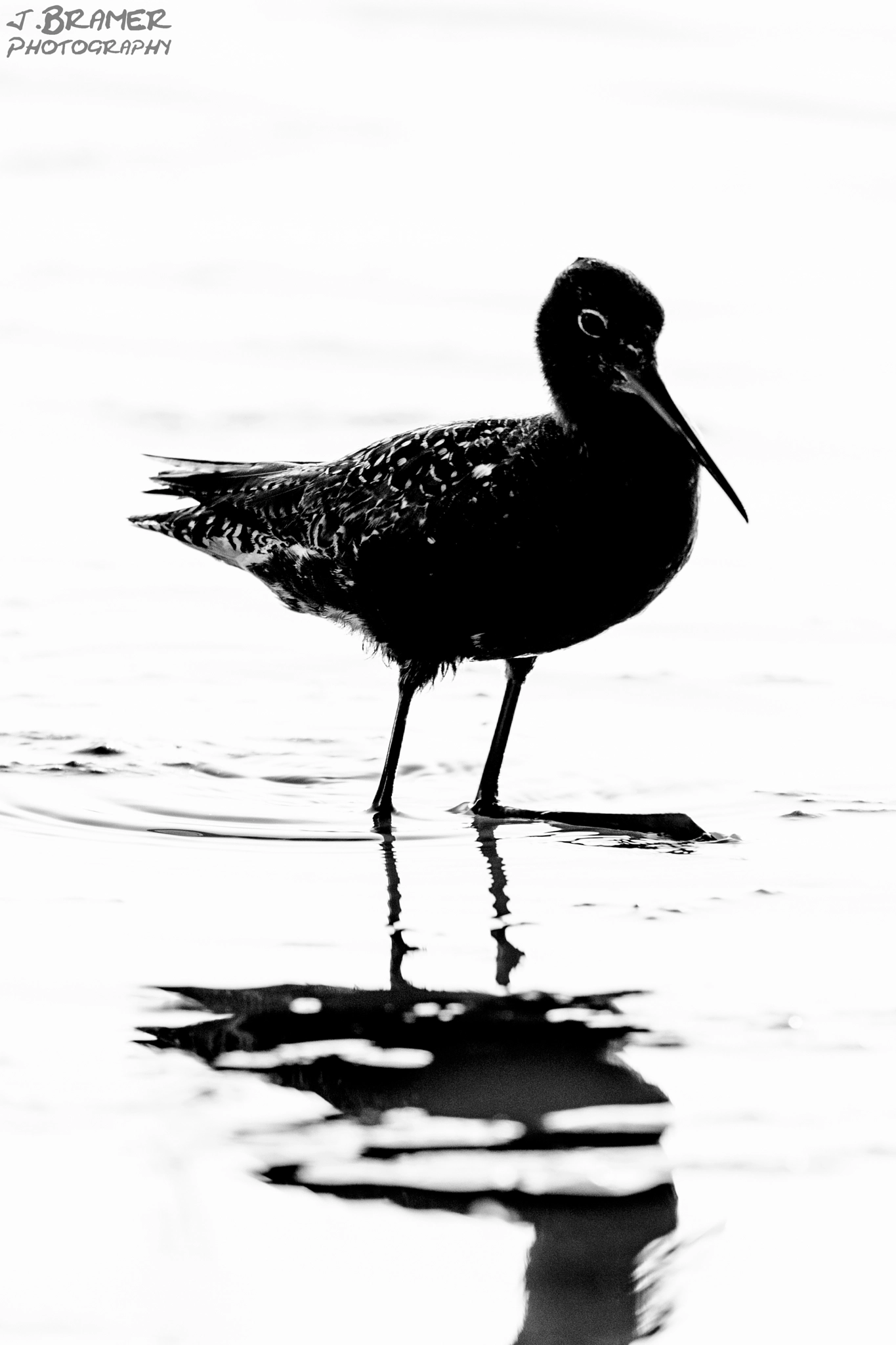 Canon EF 600mm F4L IS USM sample photo. Wasserläufer photography