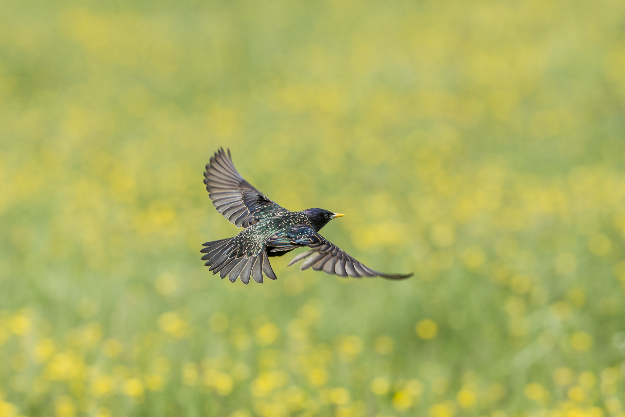 Nikon AF-S Nikkor 300mm F2.8G ED VR II sample photo. Vögel im park photography