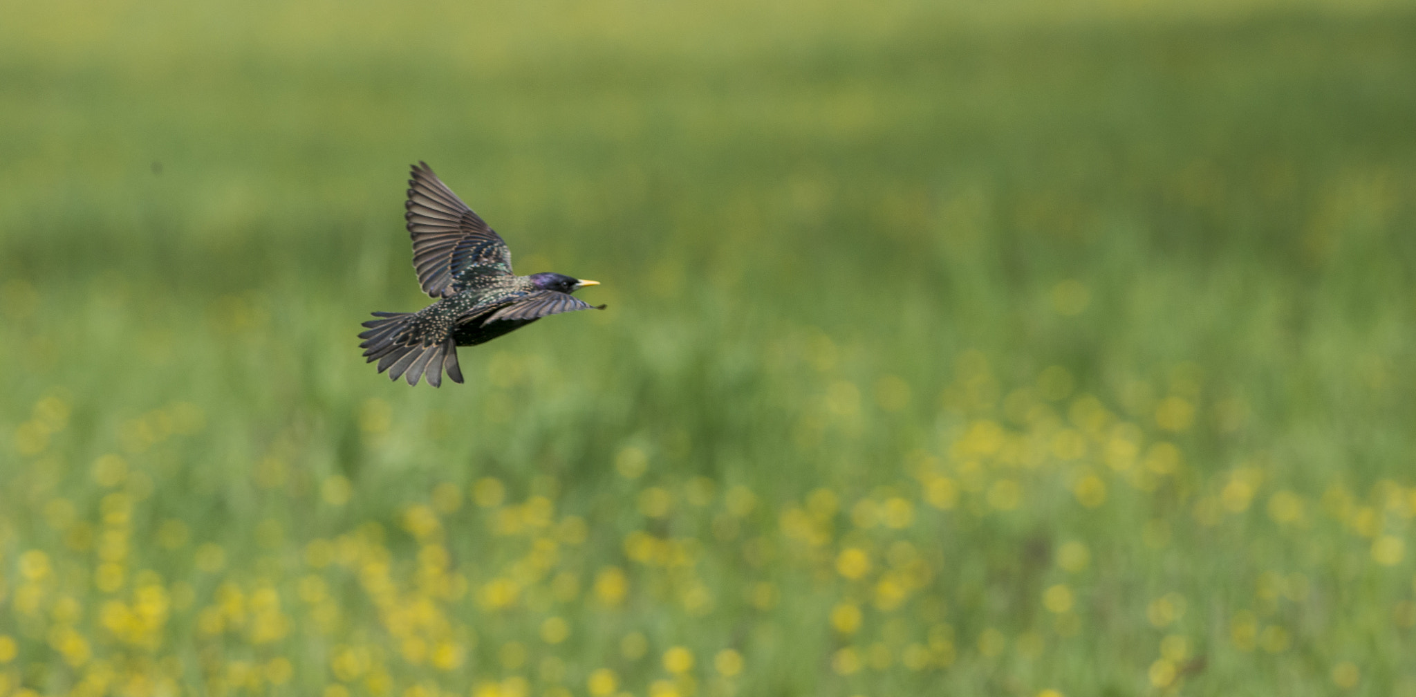 Nikon AF-S Nikkor 300mm F2.8G ED VR II sample photo. Vögel im park photography