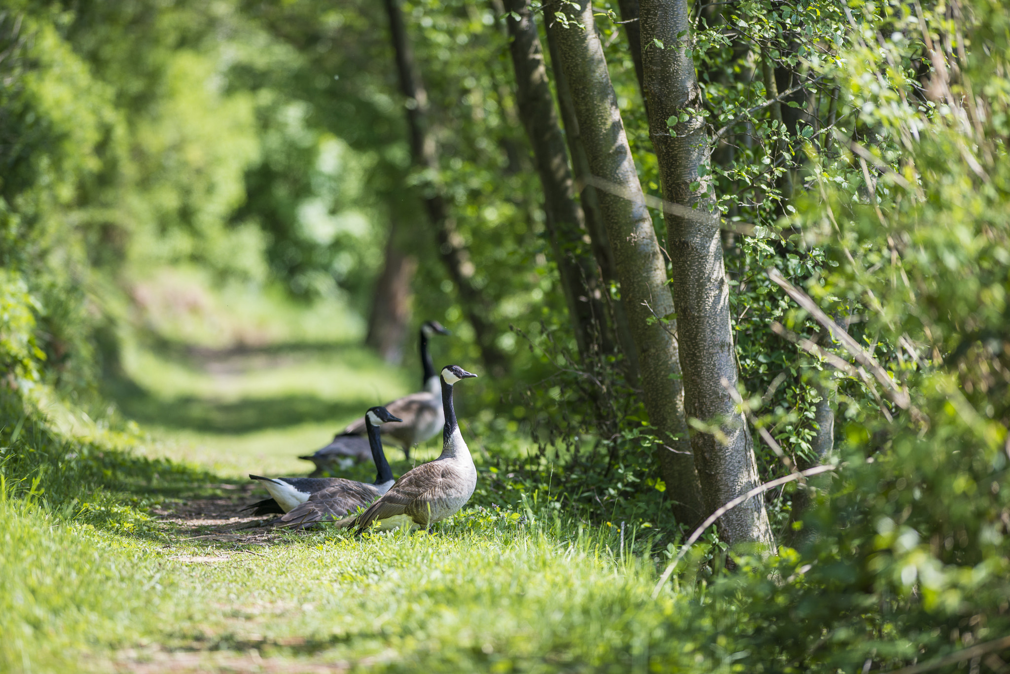 Nikon D800E + Nikon AF-S Nikkor 300mm F2.8G ED VR II sample photo. Vögel im park photography