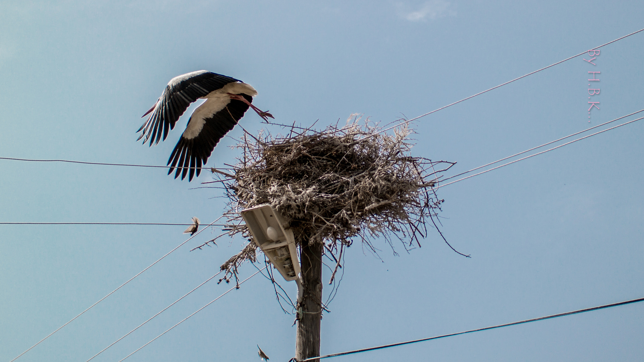 NX 45mm F1.8 [T6] 2D/3D sample photo. Stork photography