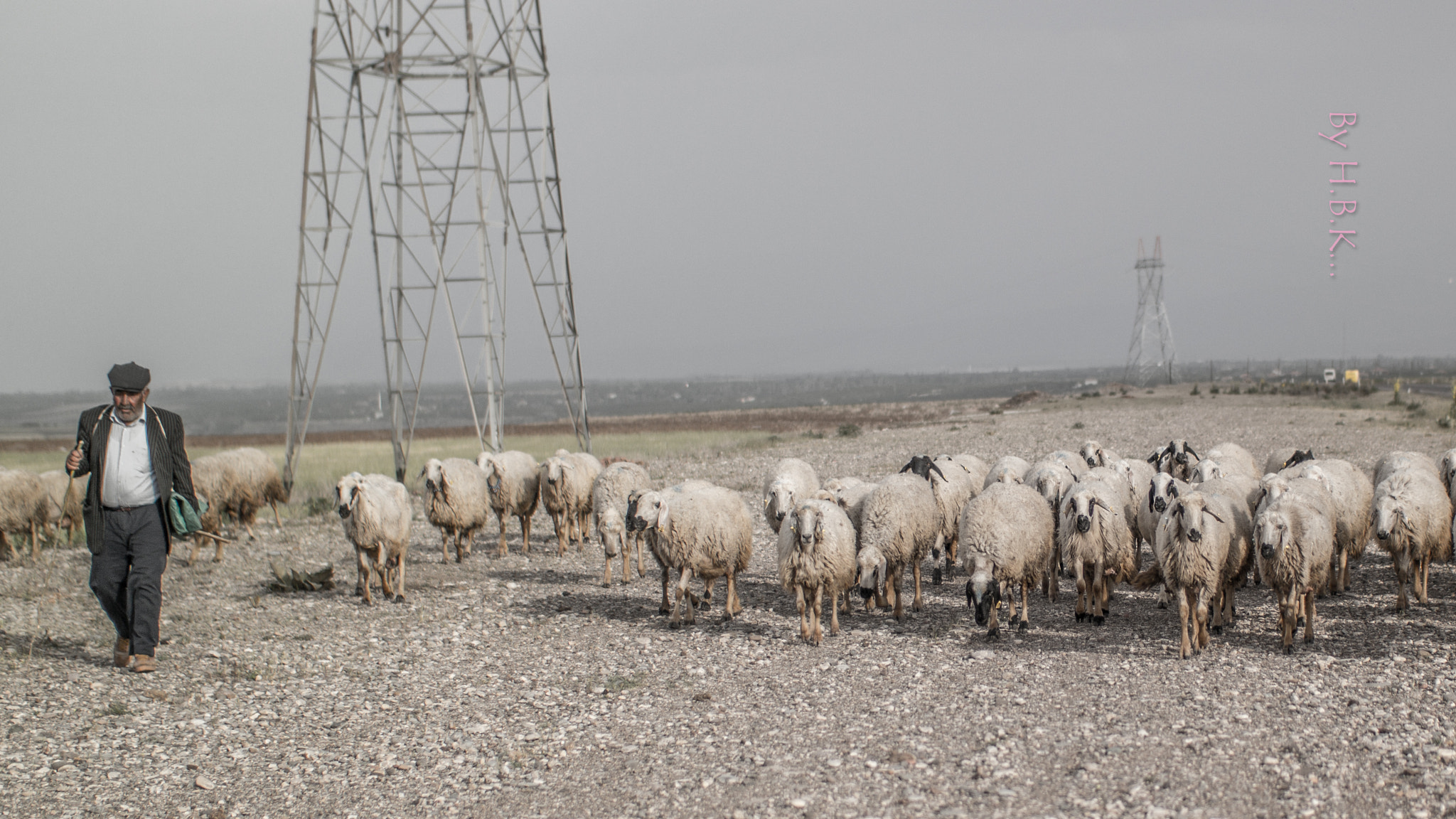 NX 45mm F1.8 [T6] 2D/3D sample photo. Shepherd and his sheeps... photography