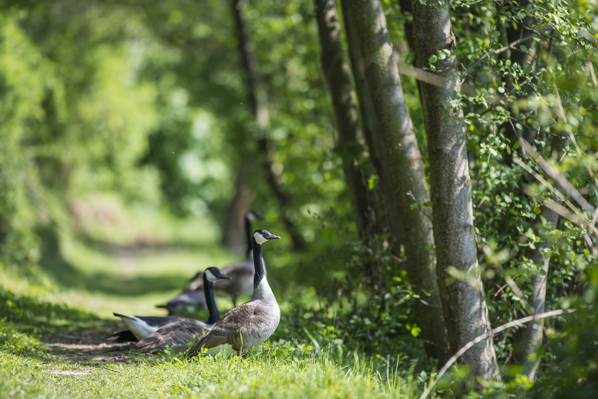 Nikon AF-S Nikkor 300mm F2.8G ED VR II sample photo. Vögel im park photography