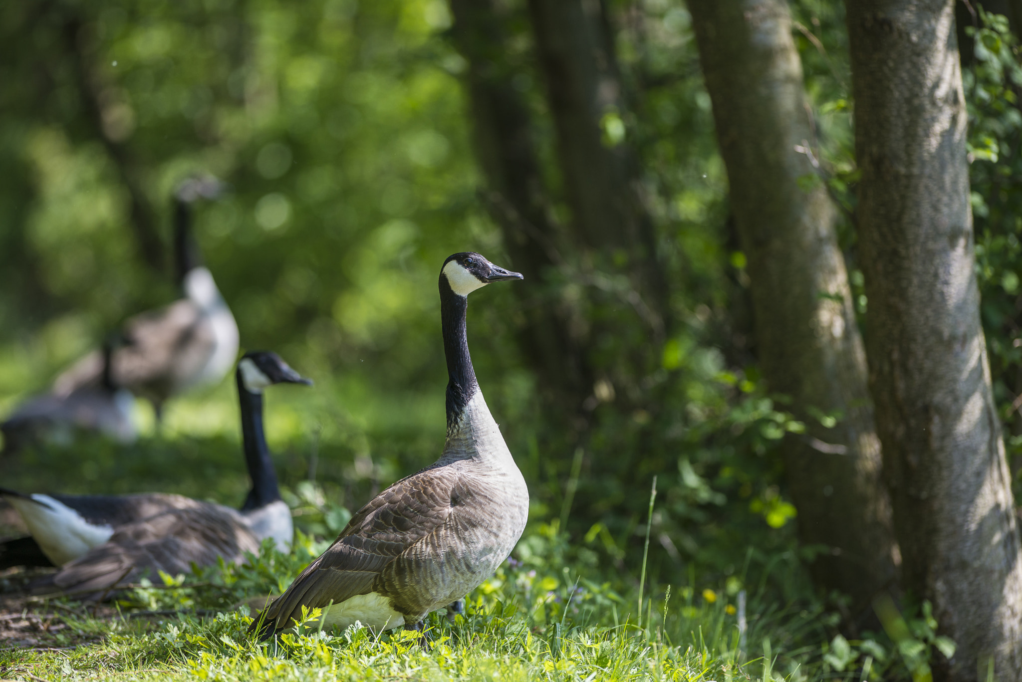 Nikon AF-S Nikkor 300mm F2.8G ED VR II sample photo. Vögel im park photography