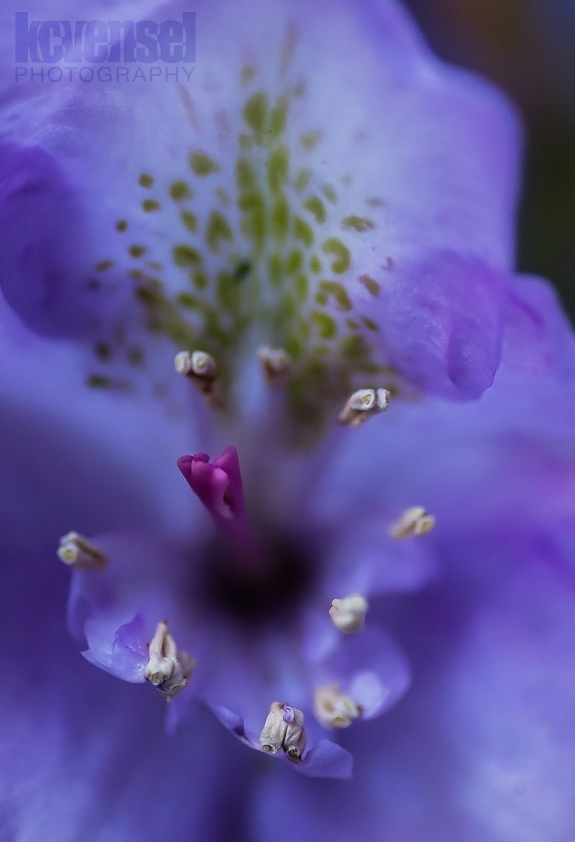 Pentax smc D-FA 100mm F2.8 Macro WR sample photo. Content photography