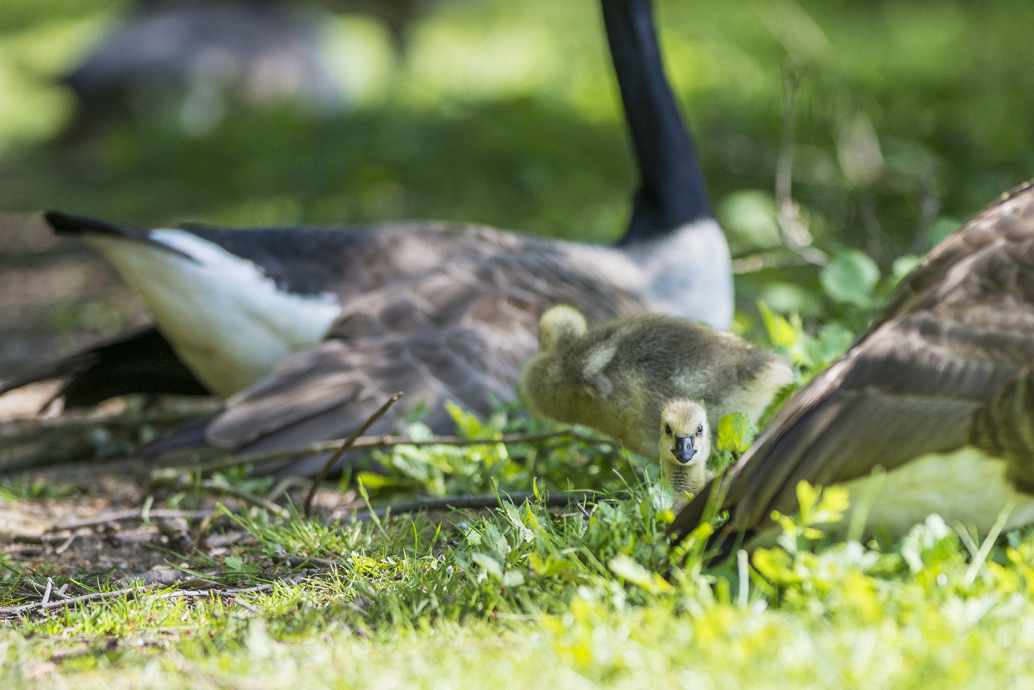Nikon AF-S Nikkor 300mm F2.8G ED VR II sample photo. Vögel im park photography