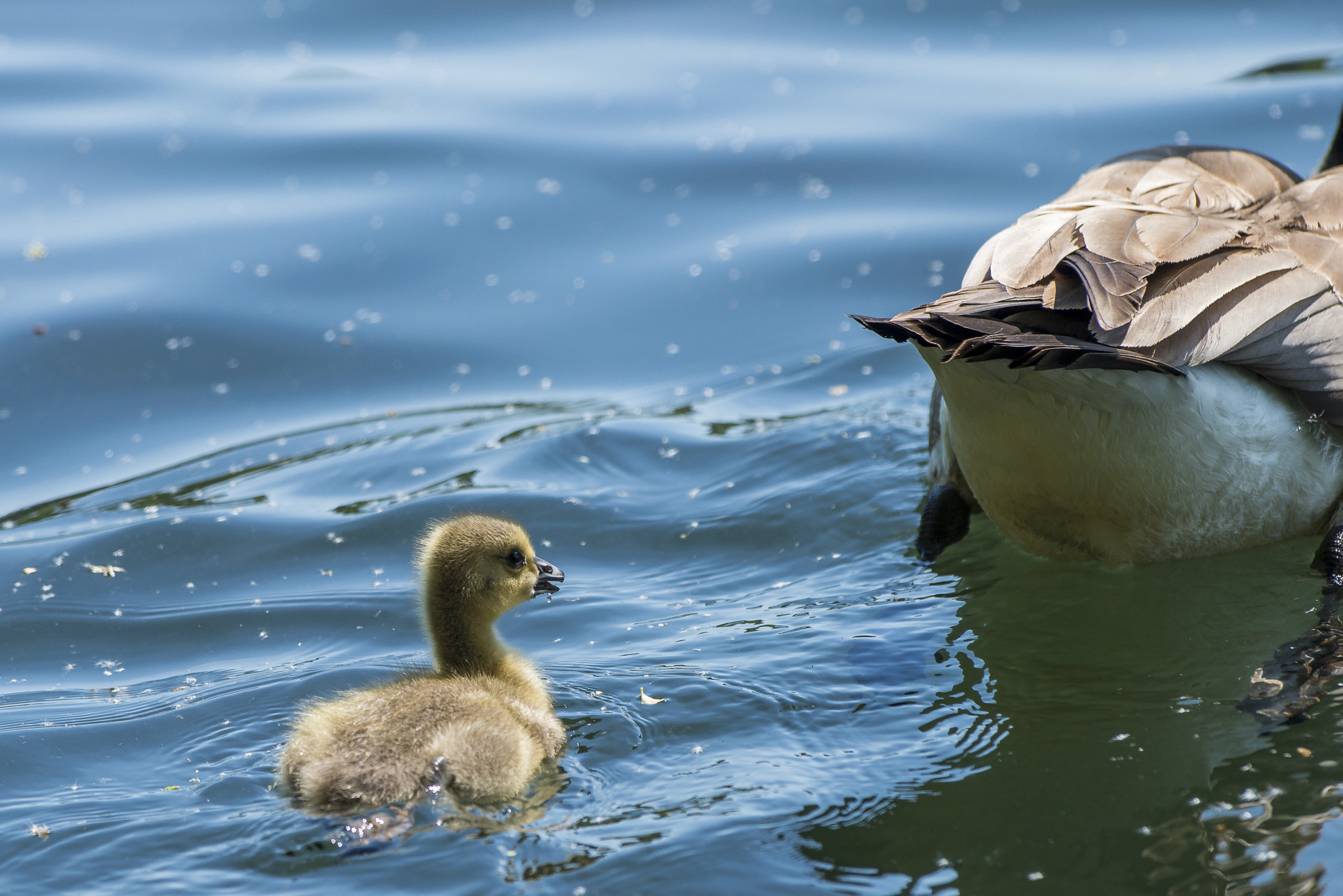 Nikon D800E + Nikon AF-S Nikkor 300mm F2.8G ED VR II sample photo. Vögel im park photography