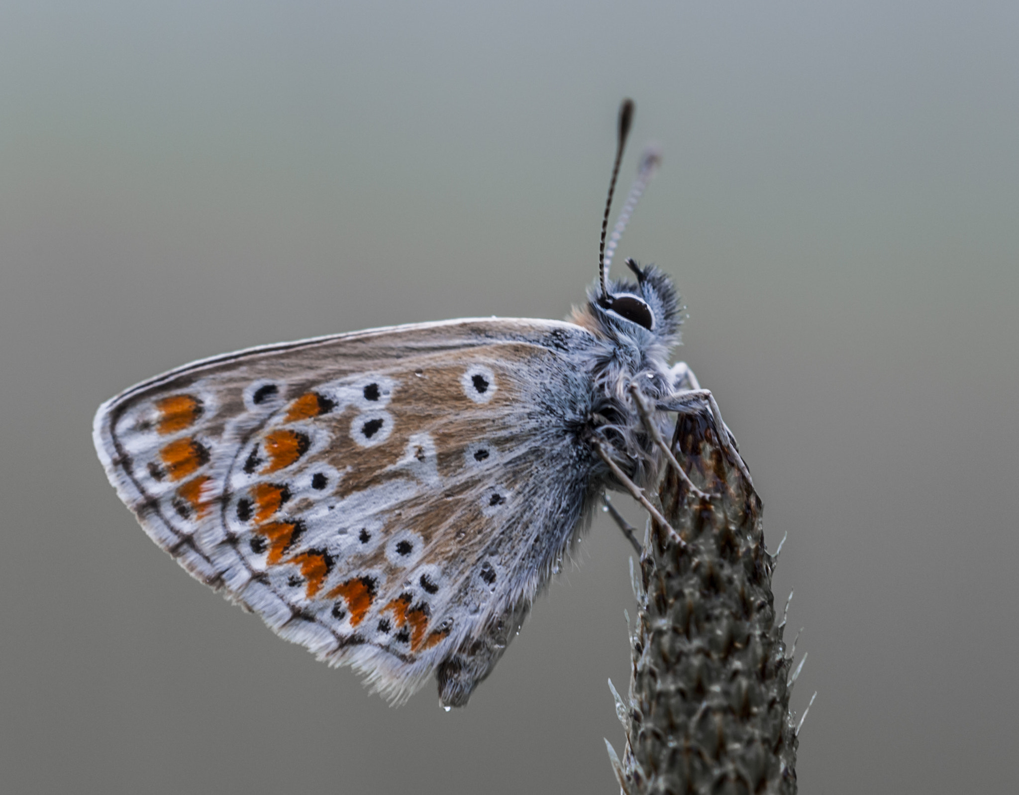 Sigma APO Macro 180mm F3.5 EX DG HSM sample photo. Mariposa photography