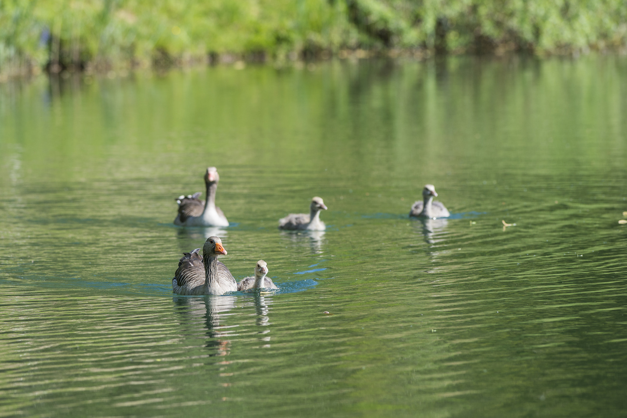 Nikon D800E + Nikon AF-S Nikkor 300mm F2.8G ED VR II sample photo. Vögel im park photography